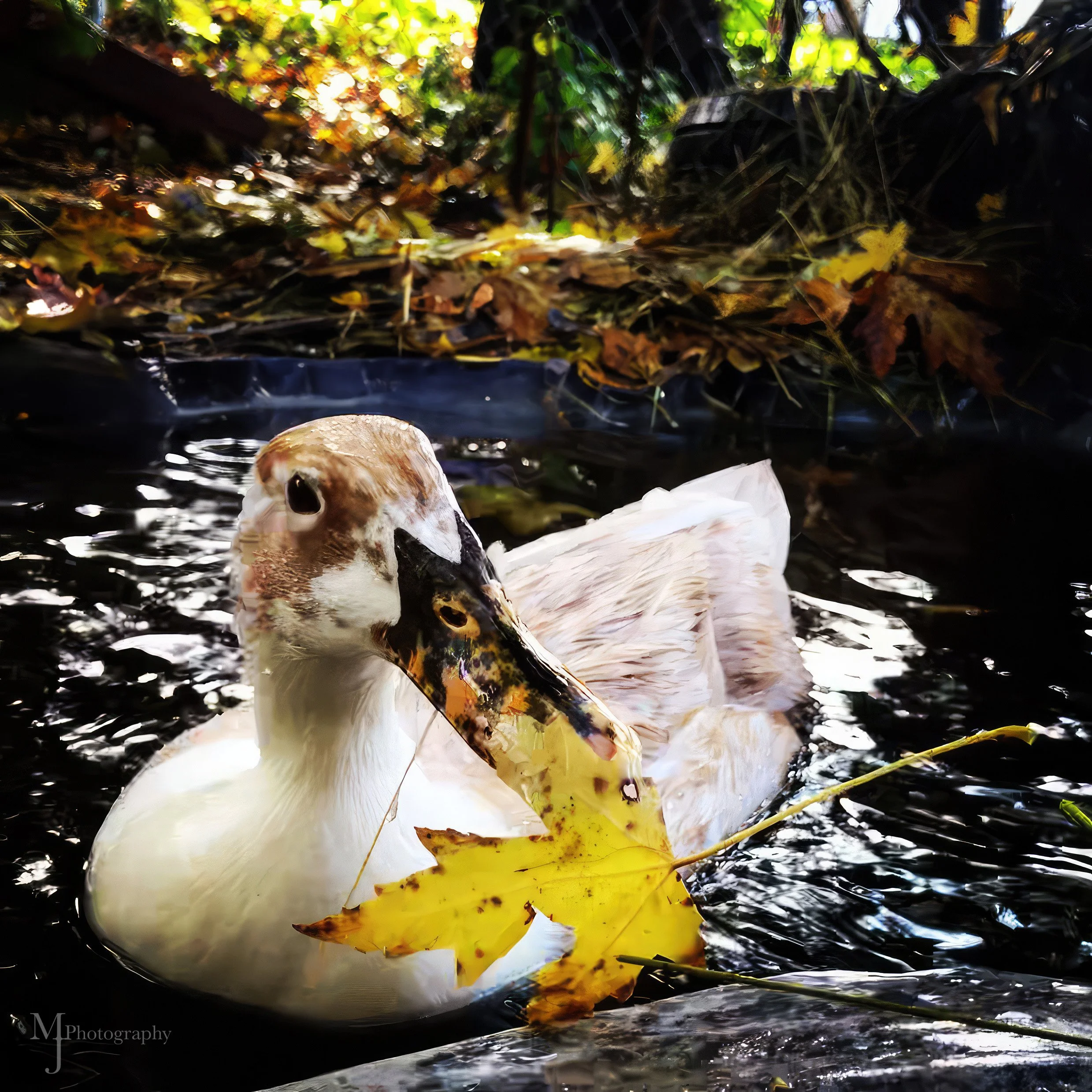 Ducks 48 copy 3 W.jpg