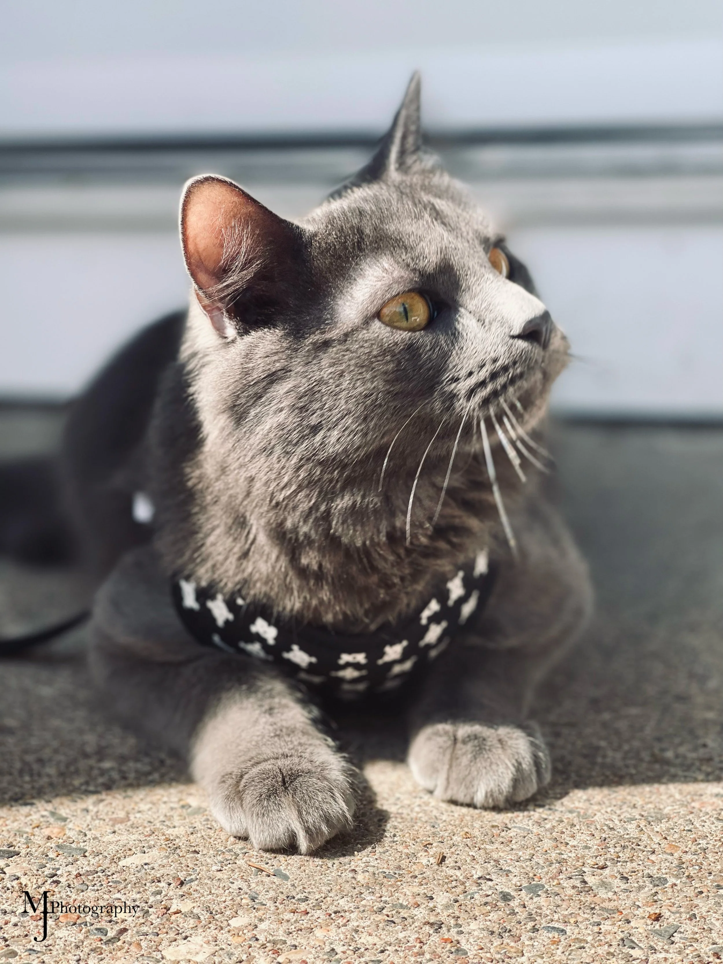 Gray Cat.jpg