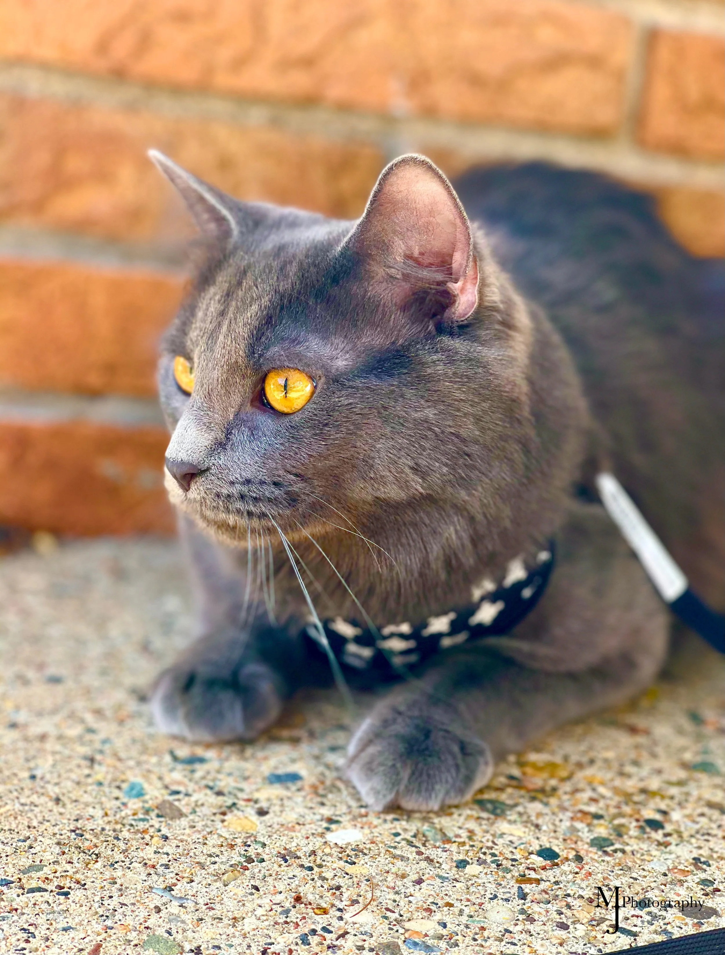 Yellow Eye Cat copy.jpg