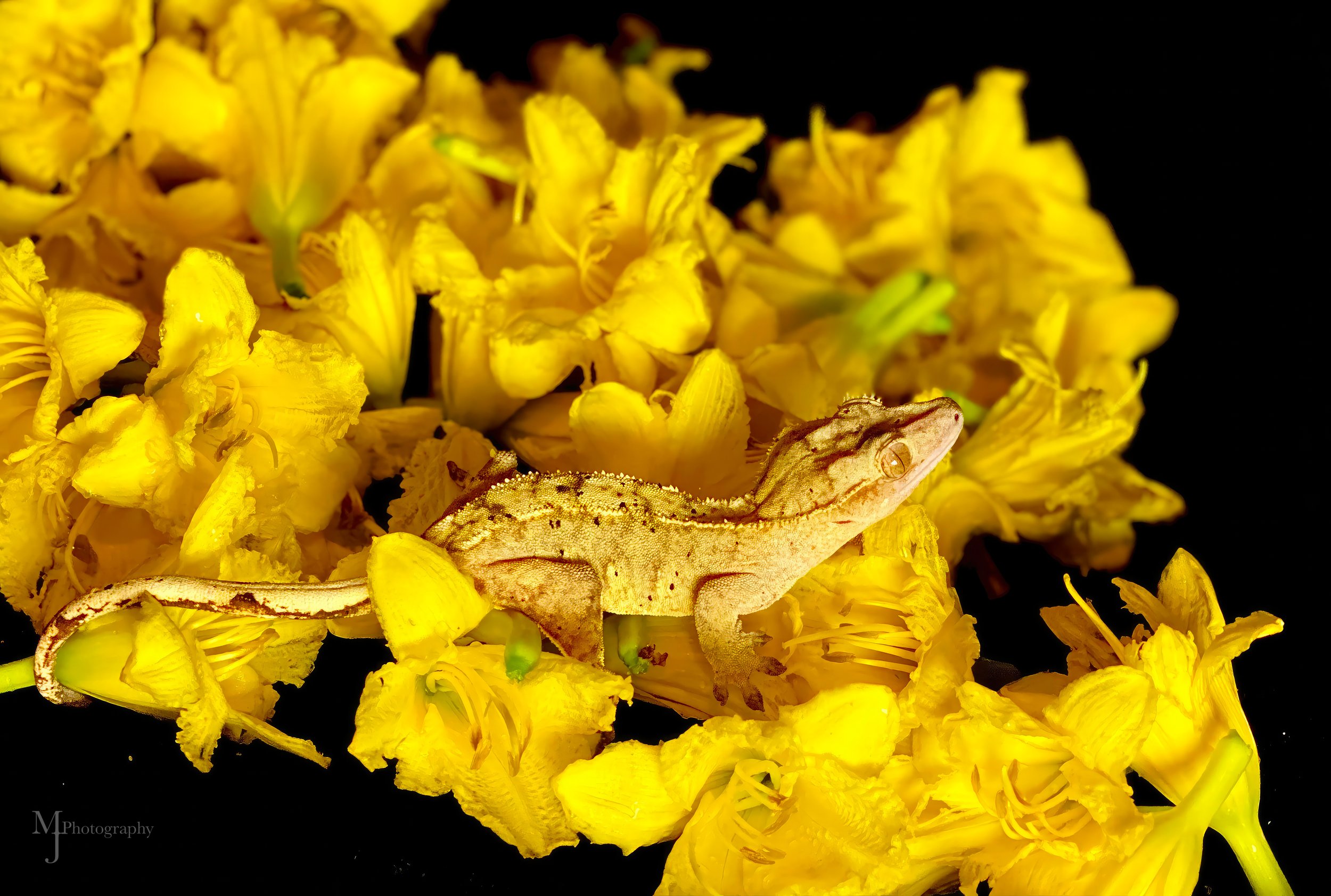 Yellow copy.jpg