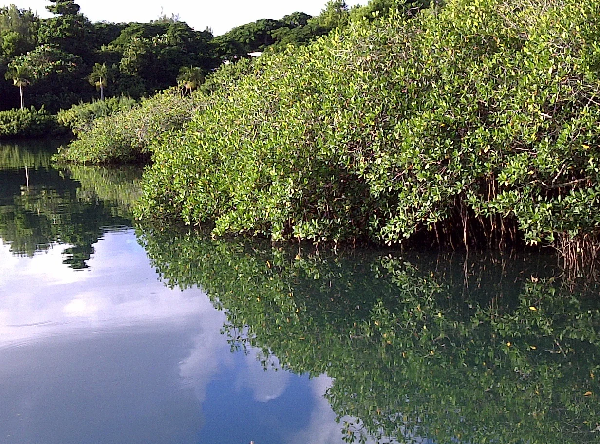 mangroves.jpg