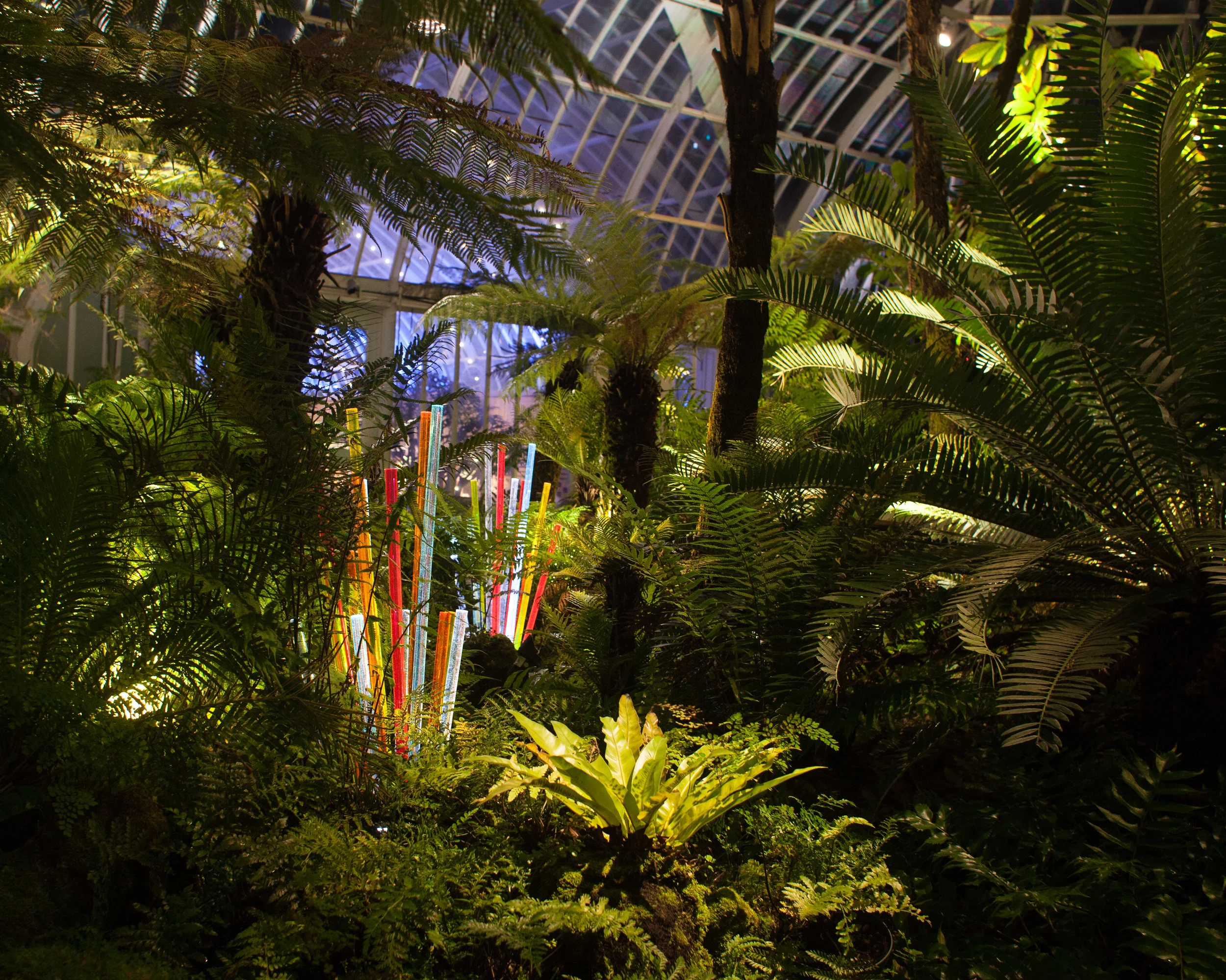 Phipps' light clusters are embedded throughout the dense Fern Room.