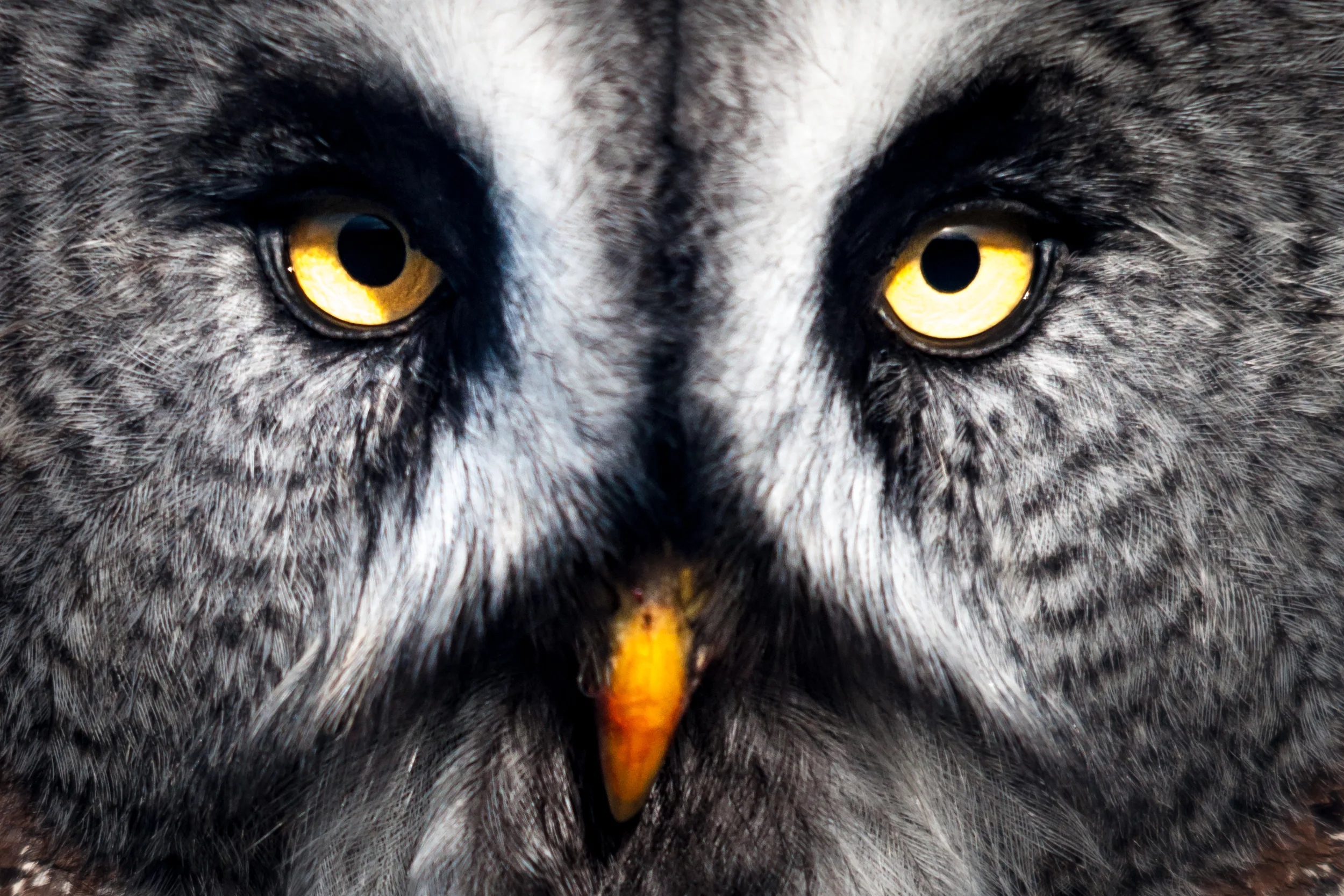 Great Grey close up