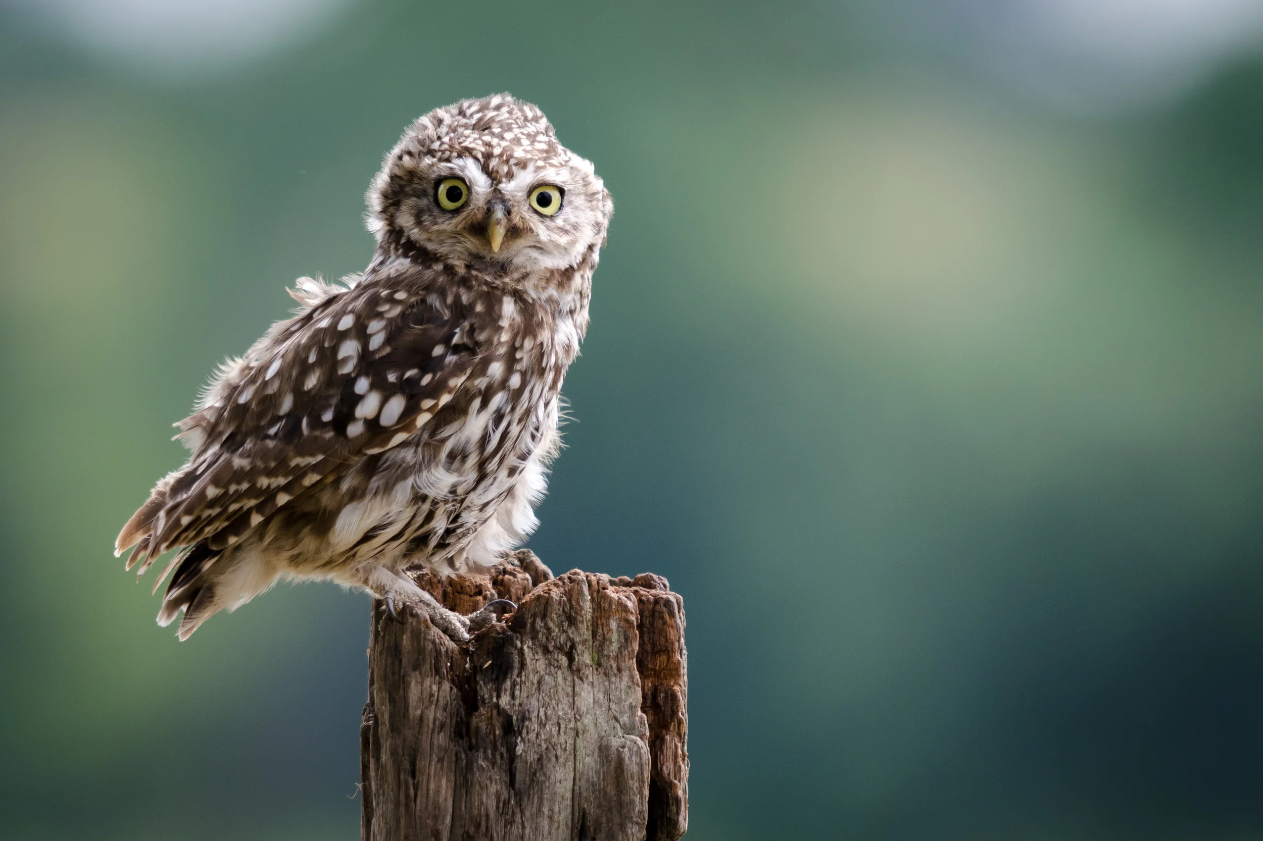 Comical Little Owl