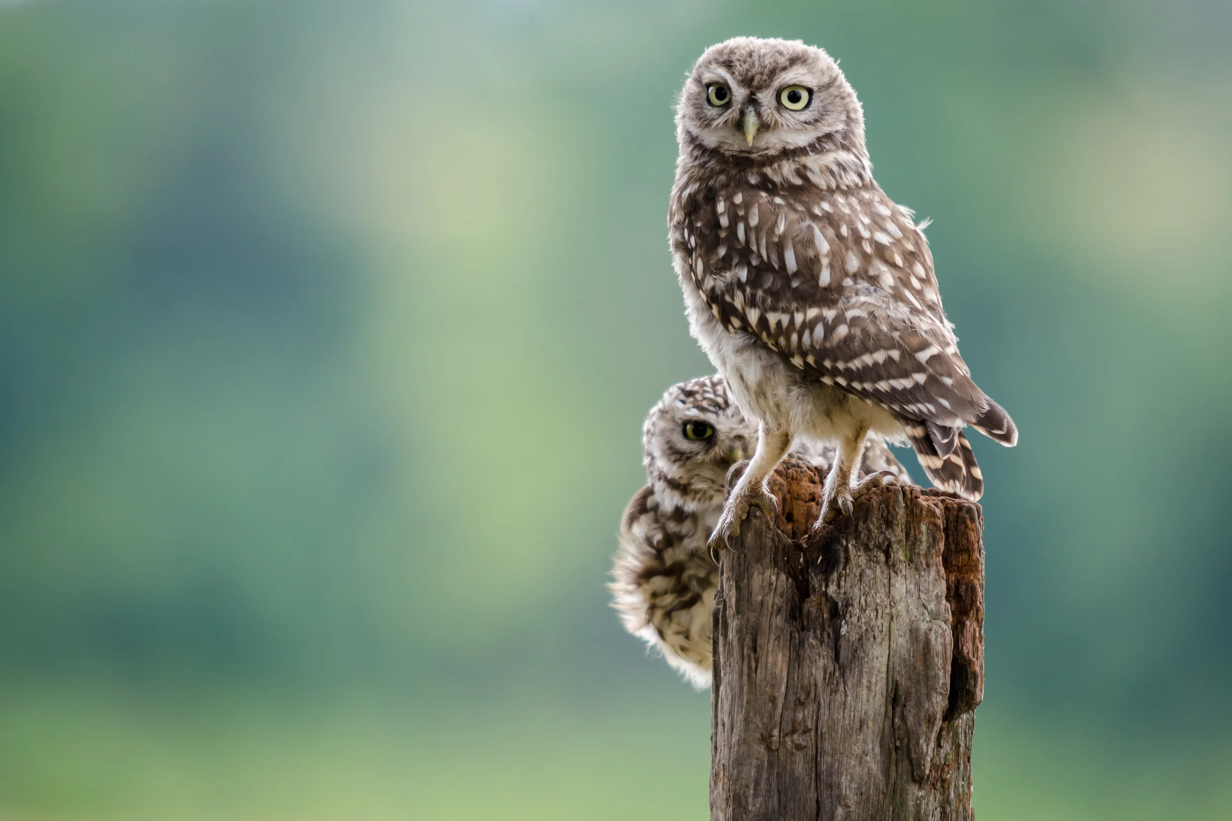 Little Owl Pair