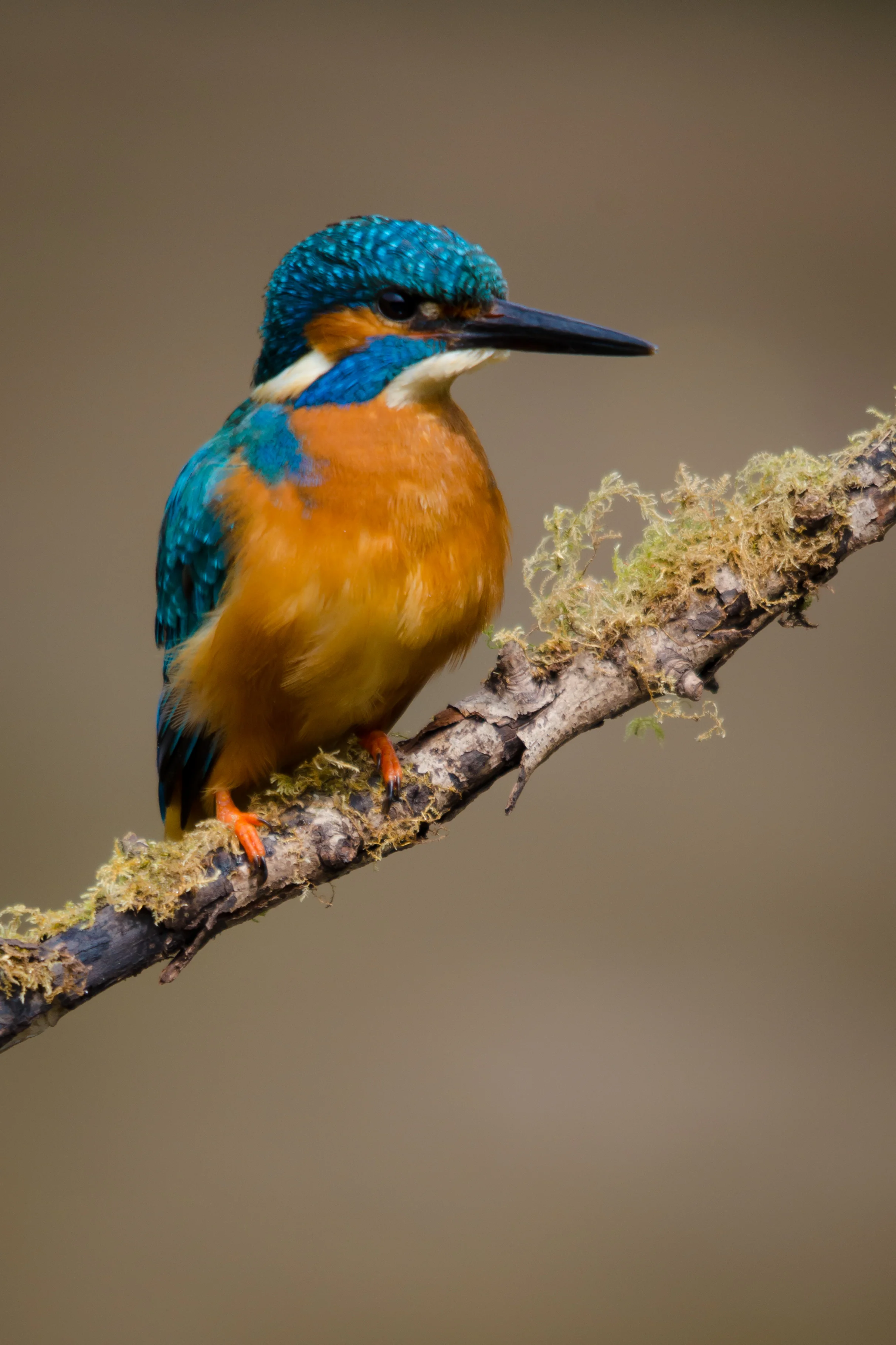Kingfisher 6x4 (1 of 1)-8.jpg