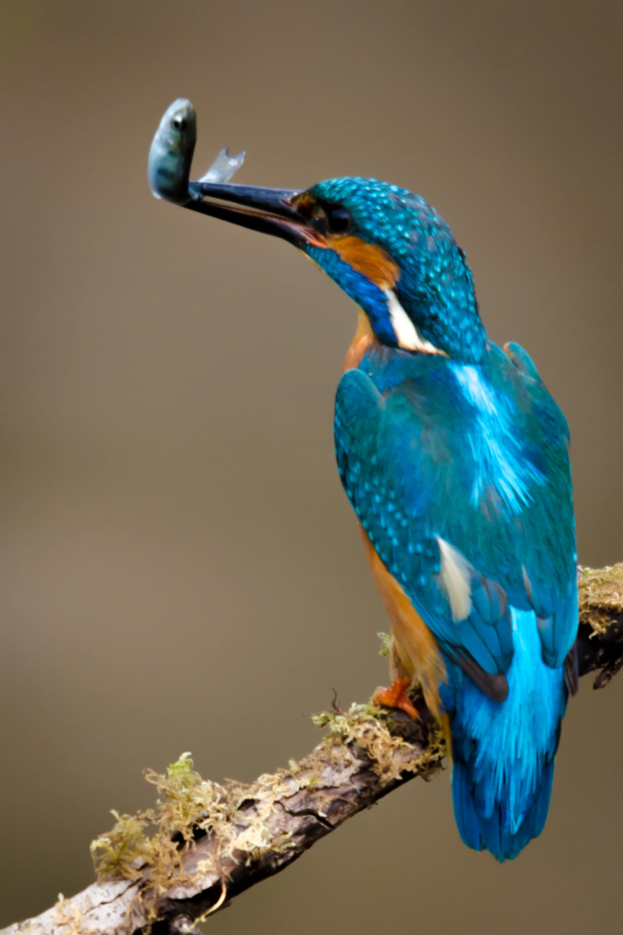 Kingfisher 6x4 (1 of 1)-10.jpg