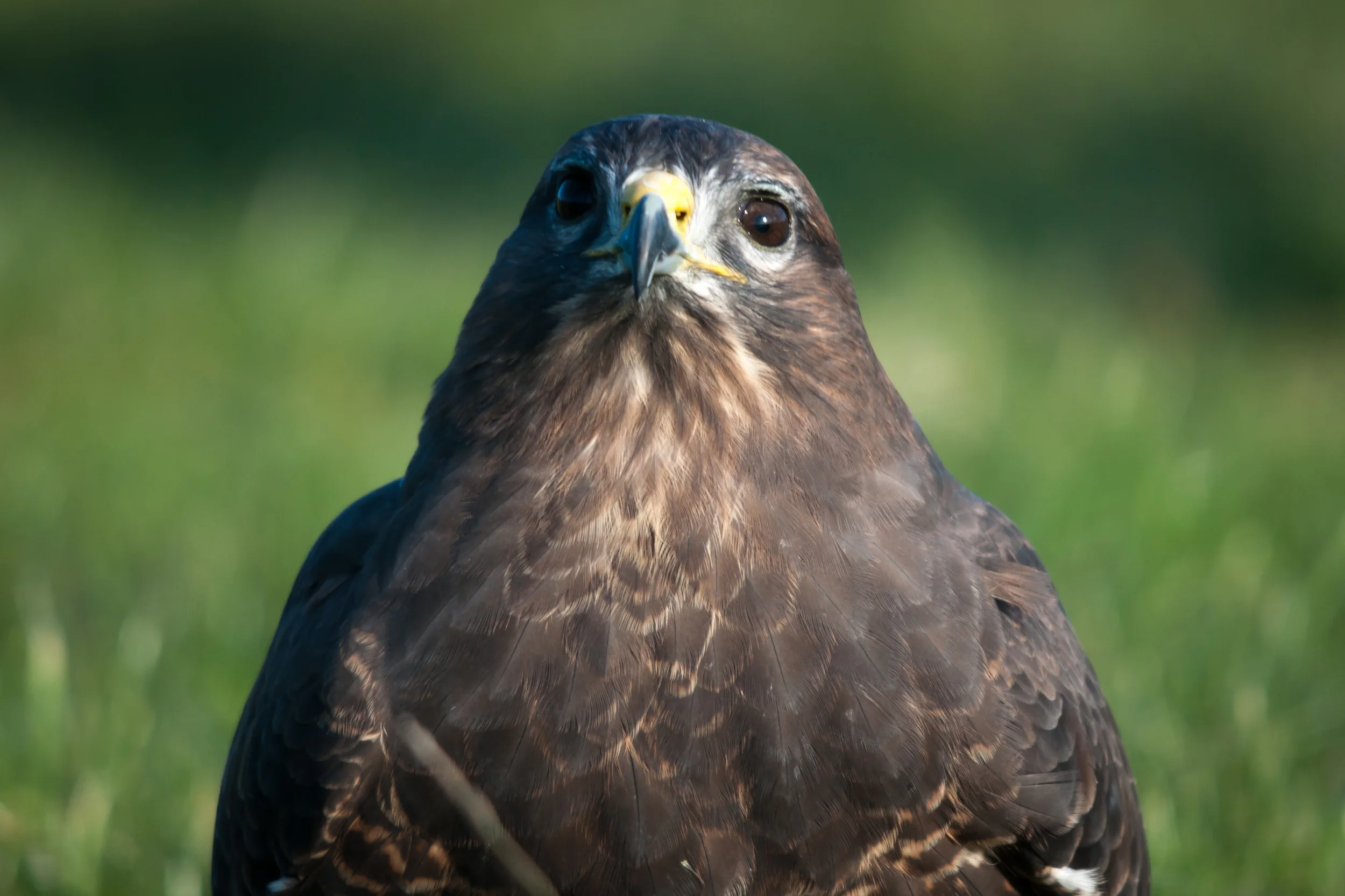 Buzzard (1 of 1)-2.jpg