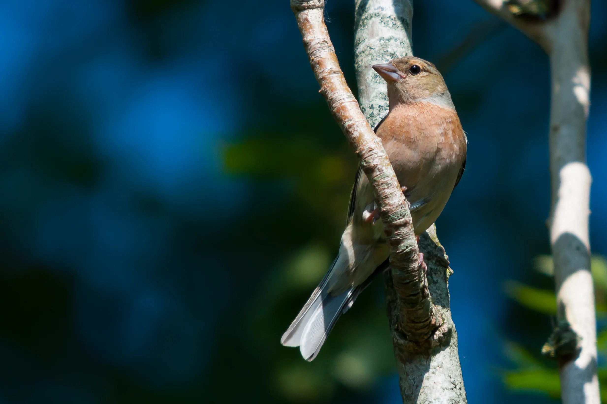 Chaffinch (1 of 1).jpg