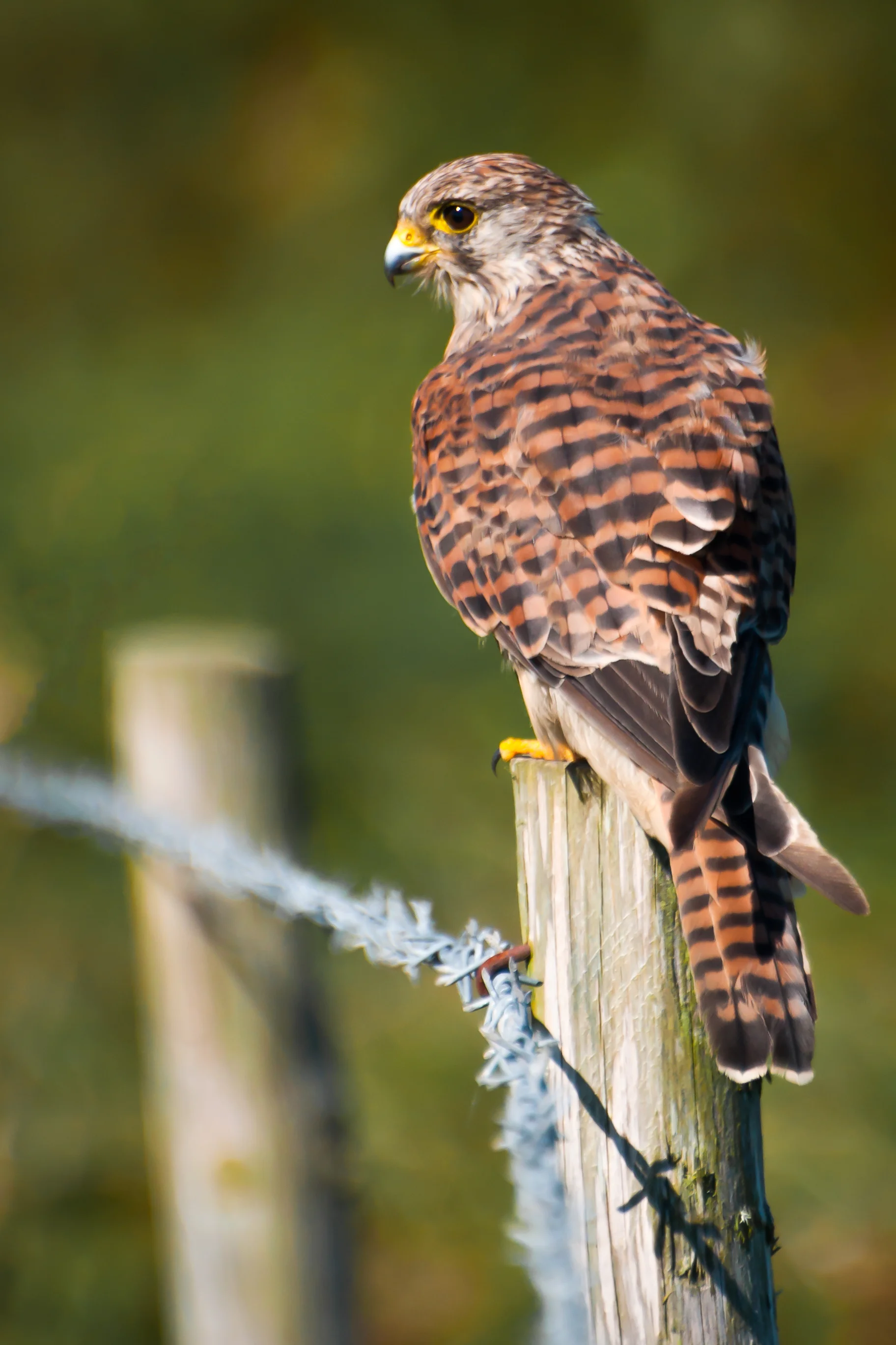 Kestrel (1 of 1).jpg