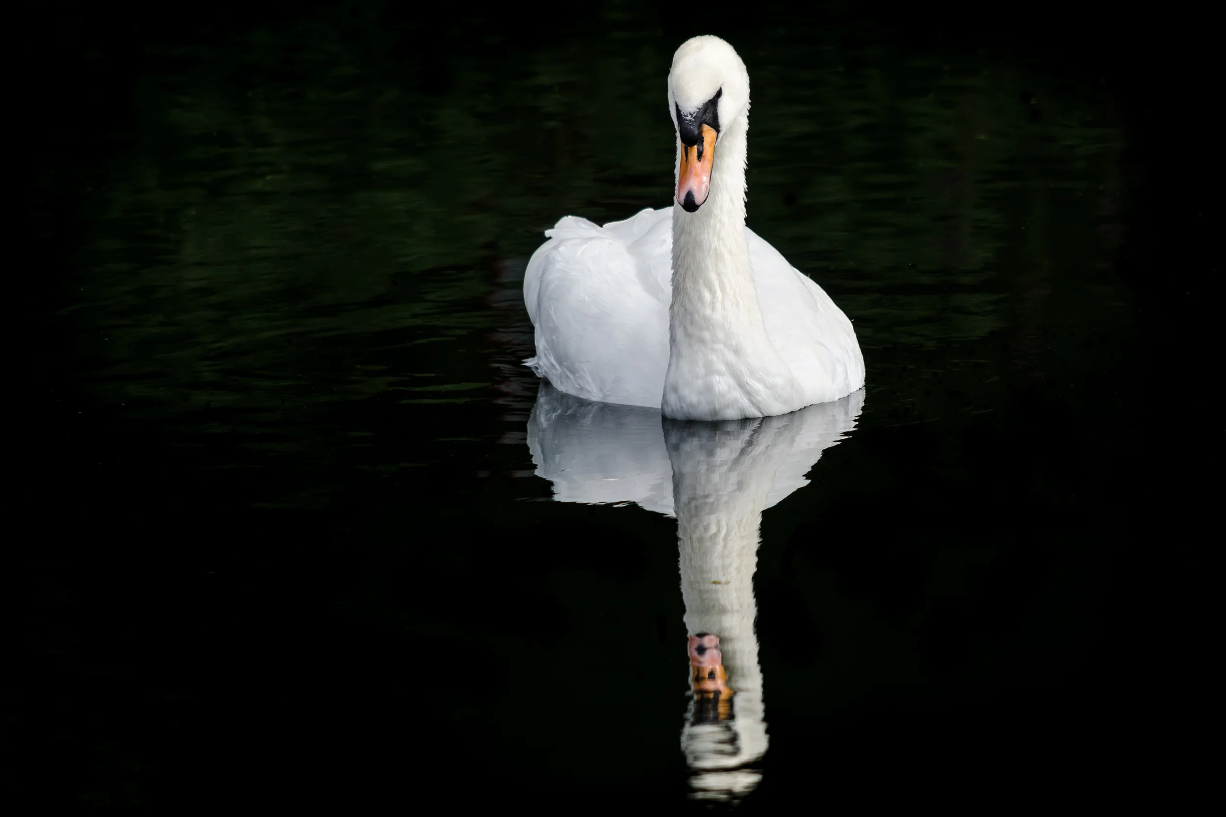 Mute Swan Reflection (1 of 1).jpg