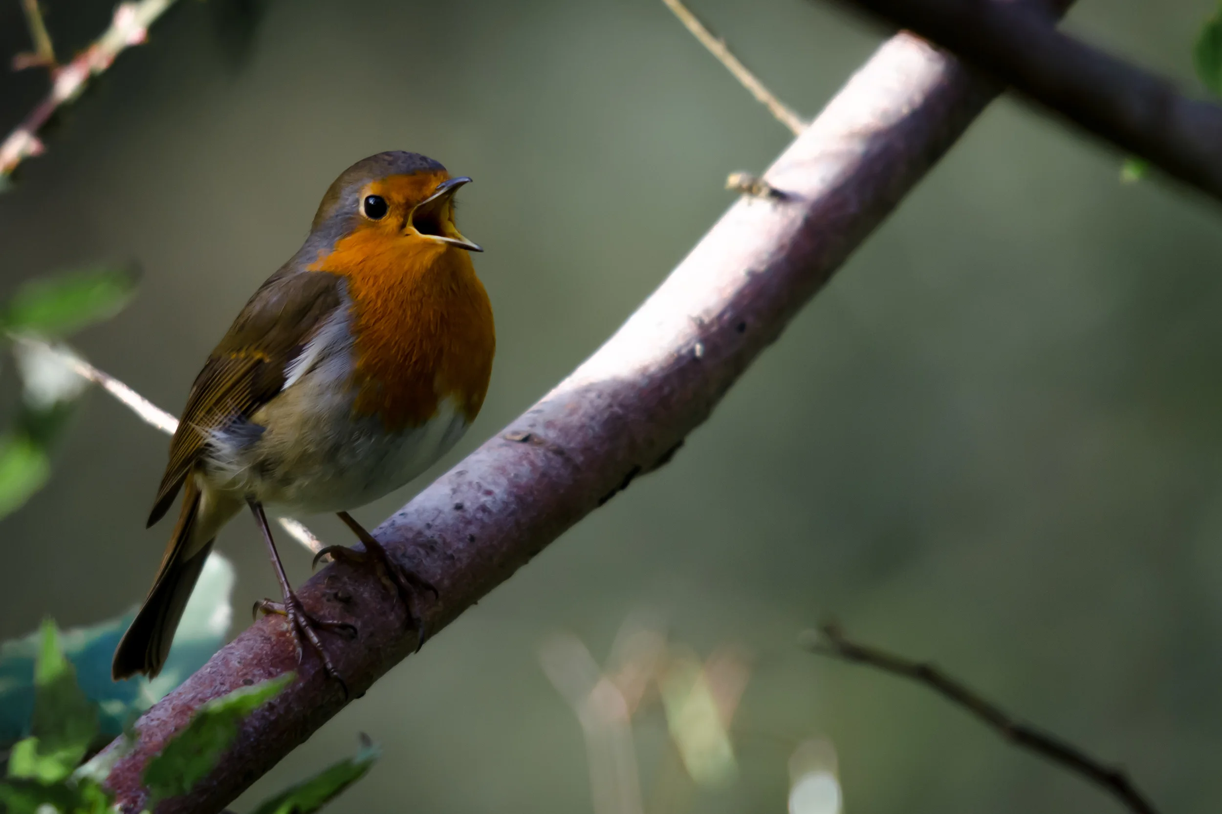 Robin (1 of 1).jpg