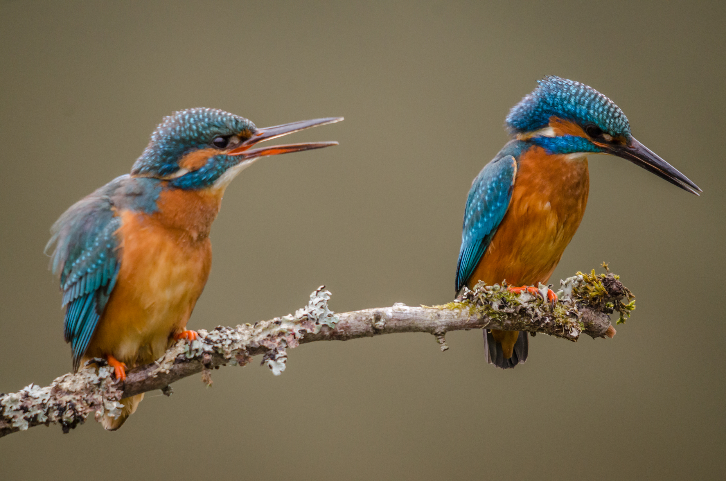 A Young Kingfisher Pair
