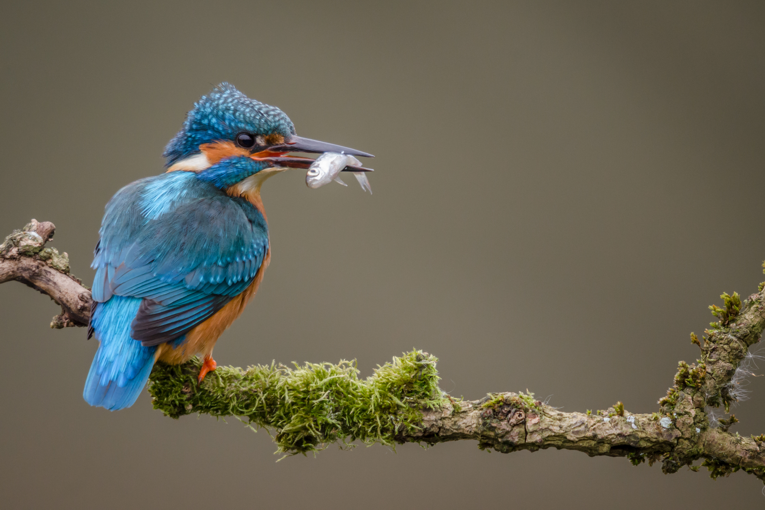 A young hunting Kingfisher