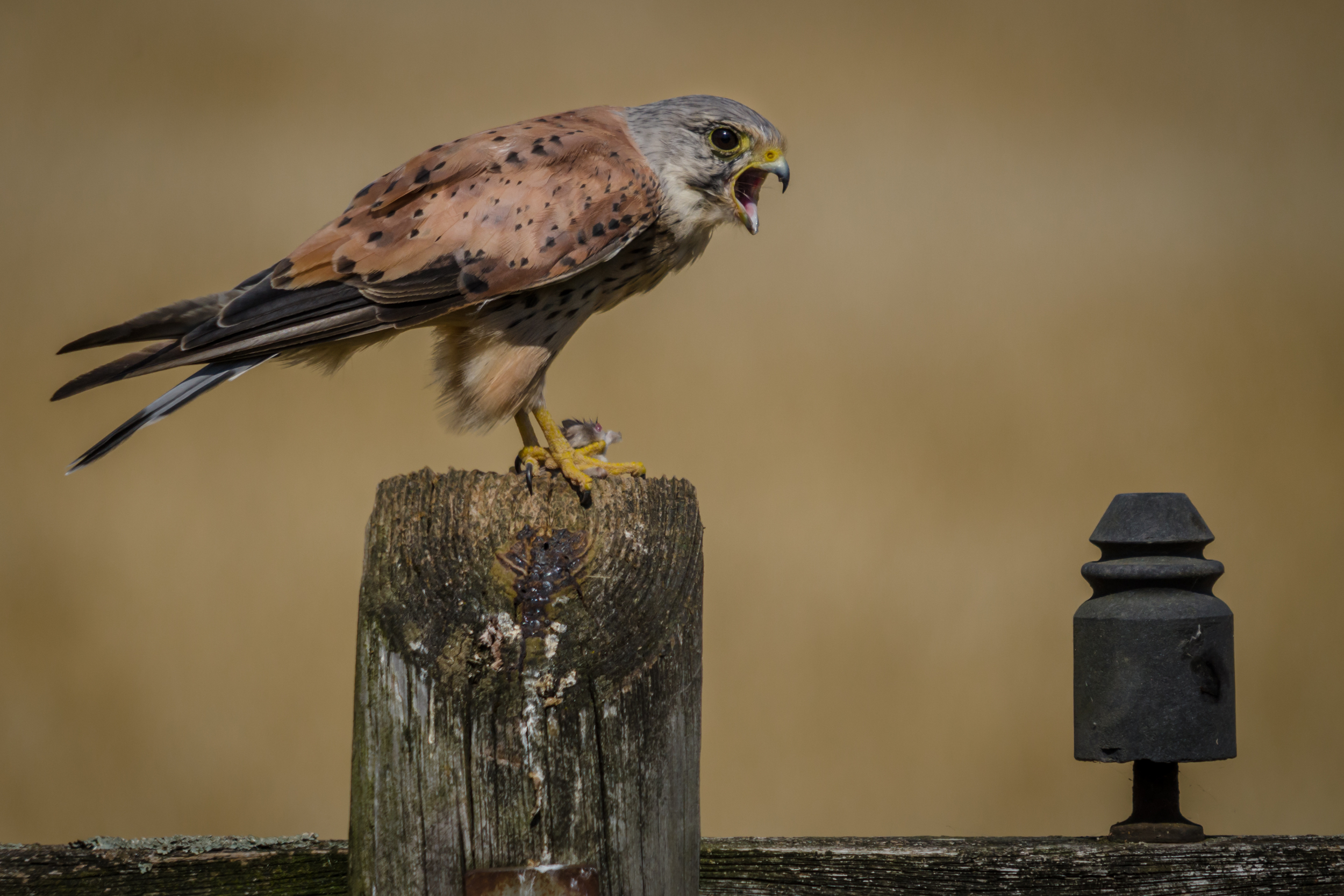 Hunting male Kestrel