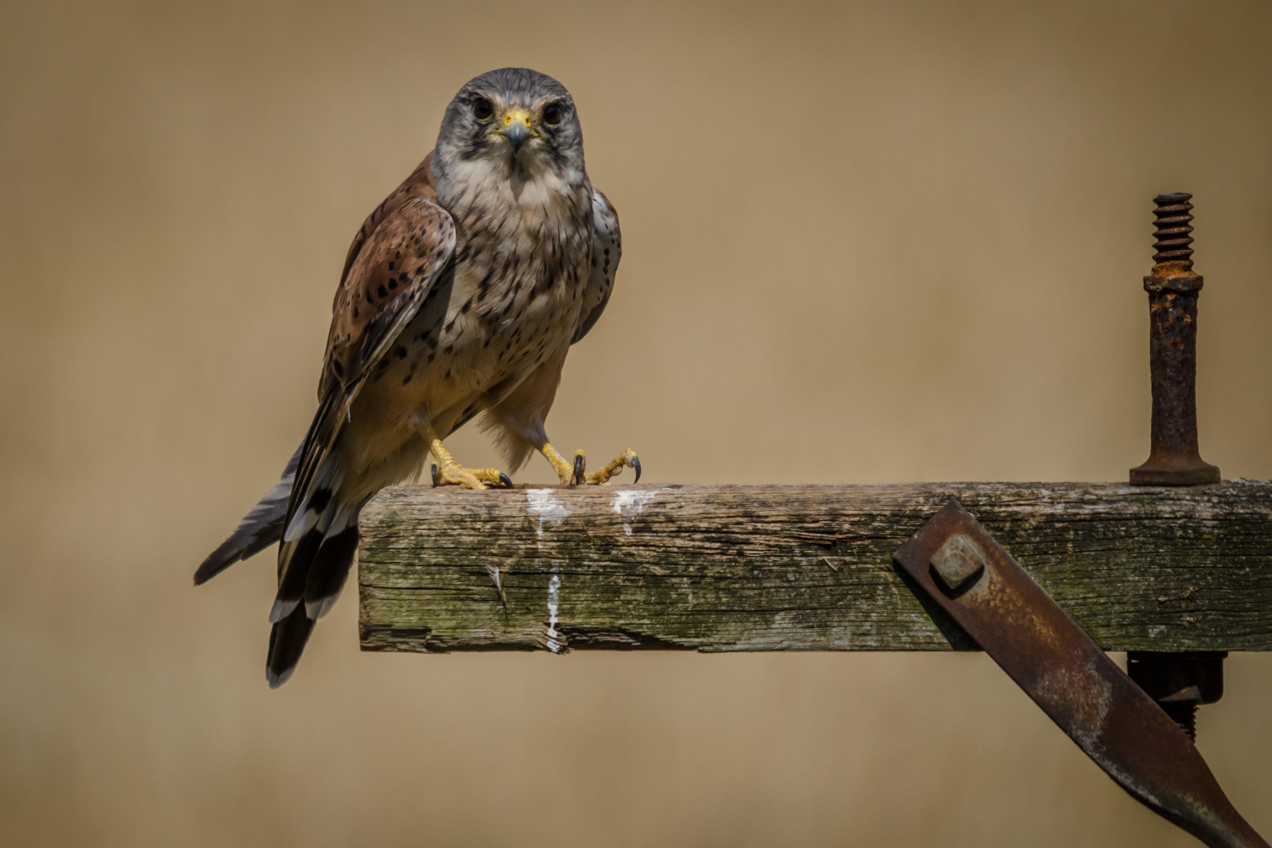 Perched UK male Kestrel