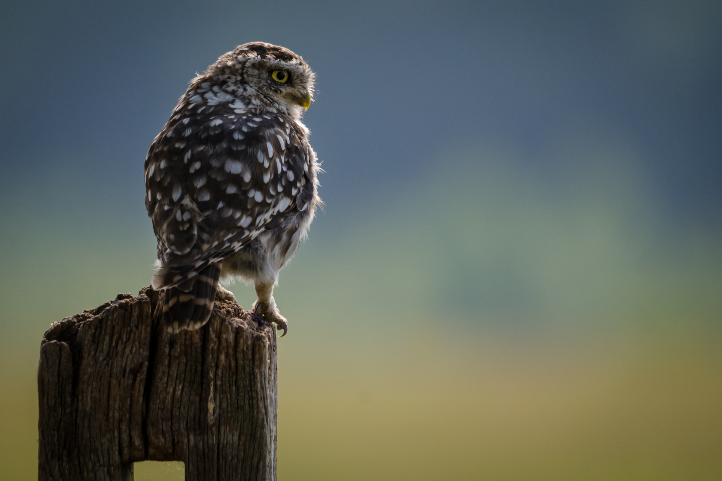 Early morning Little Owl