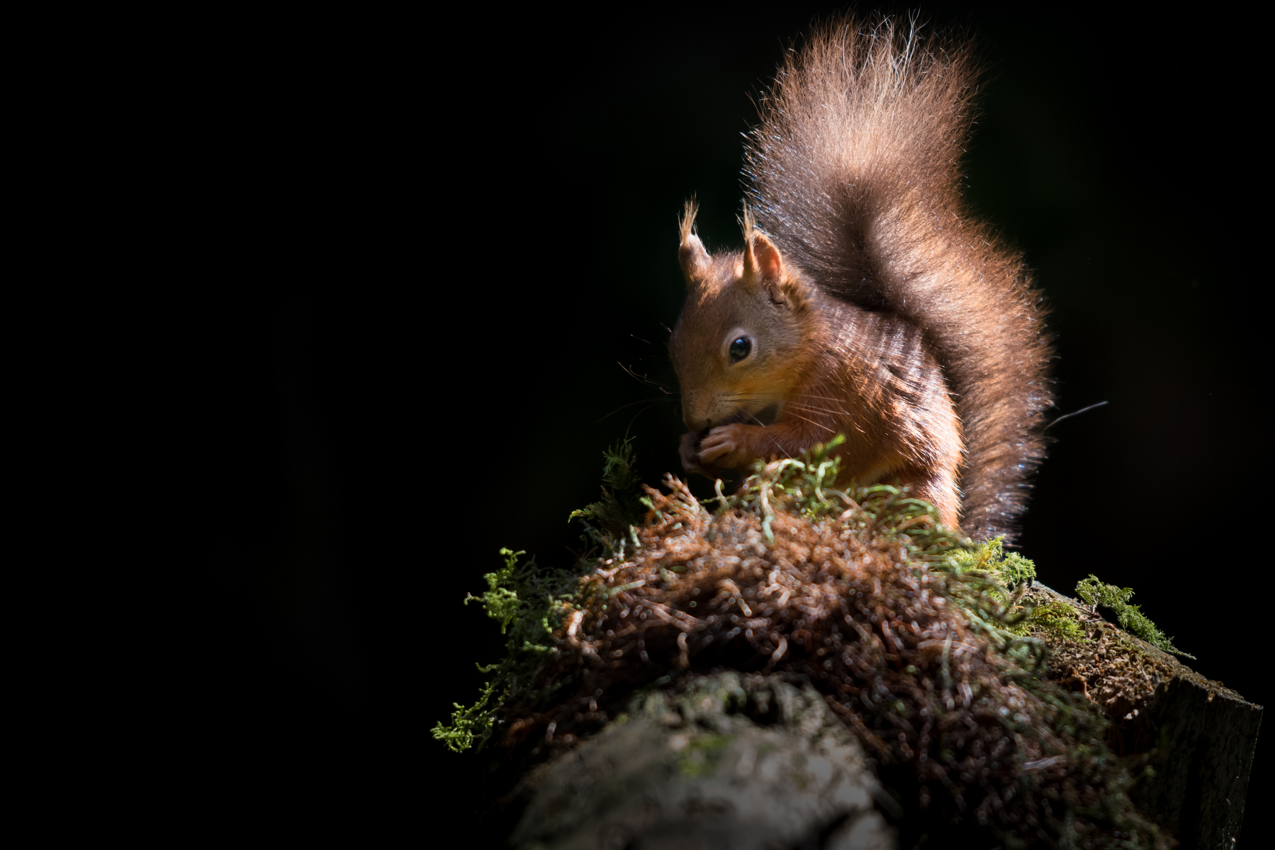 Red Squirrel in the sun