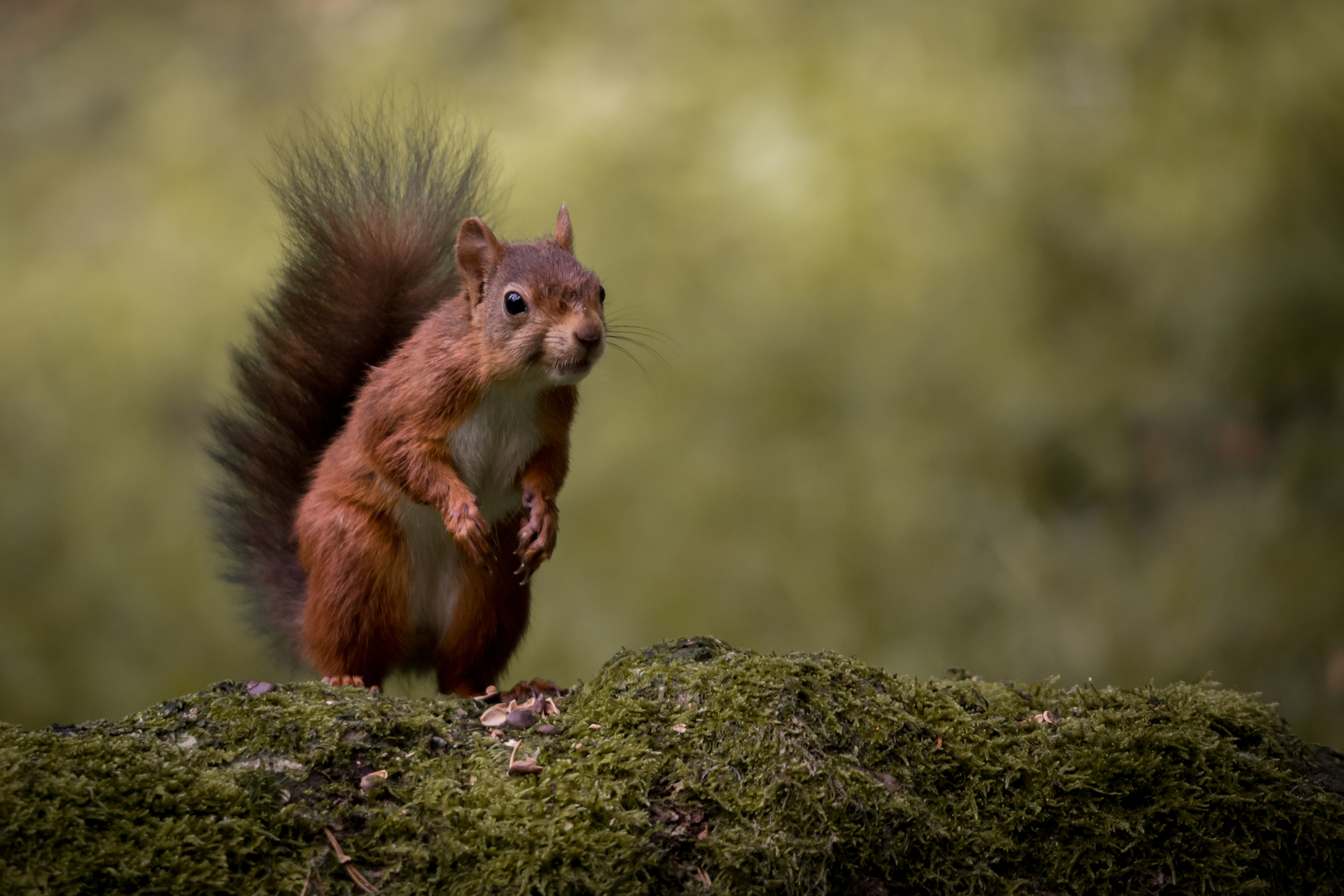 More nuts now Mr Photographer!