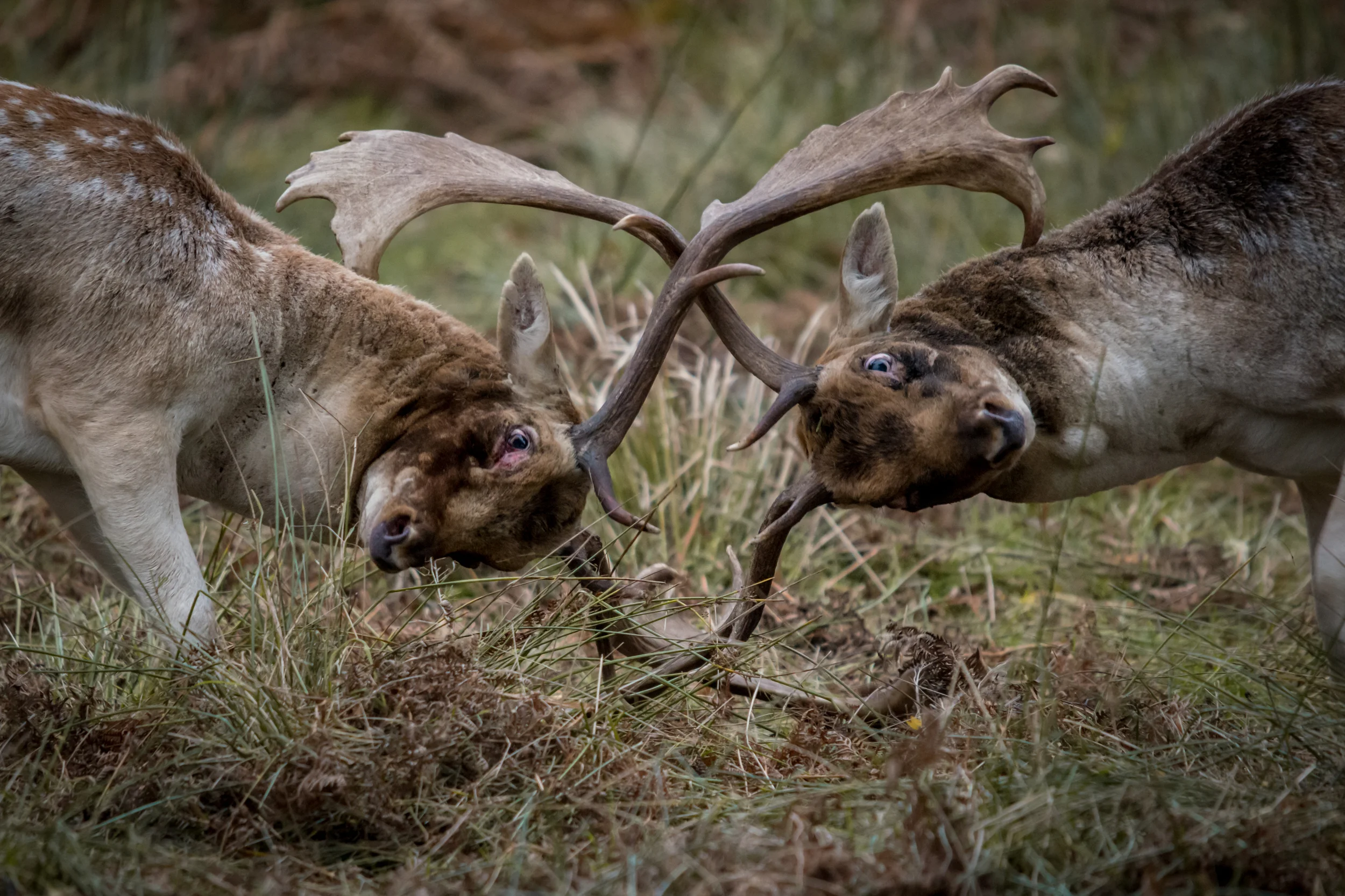 Rutting Fallow Bucks