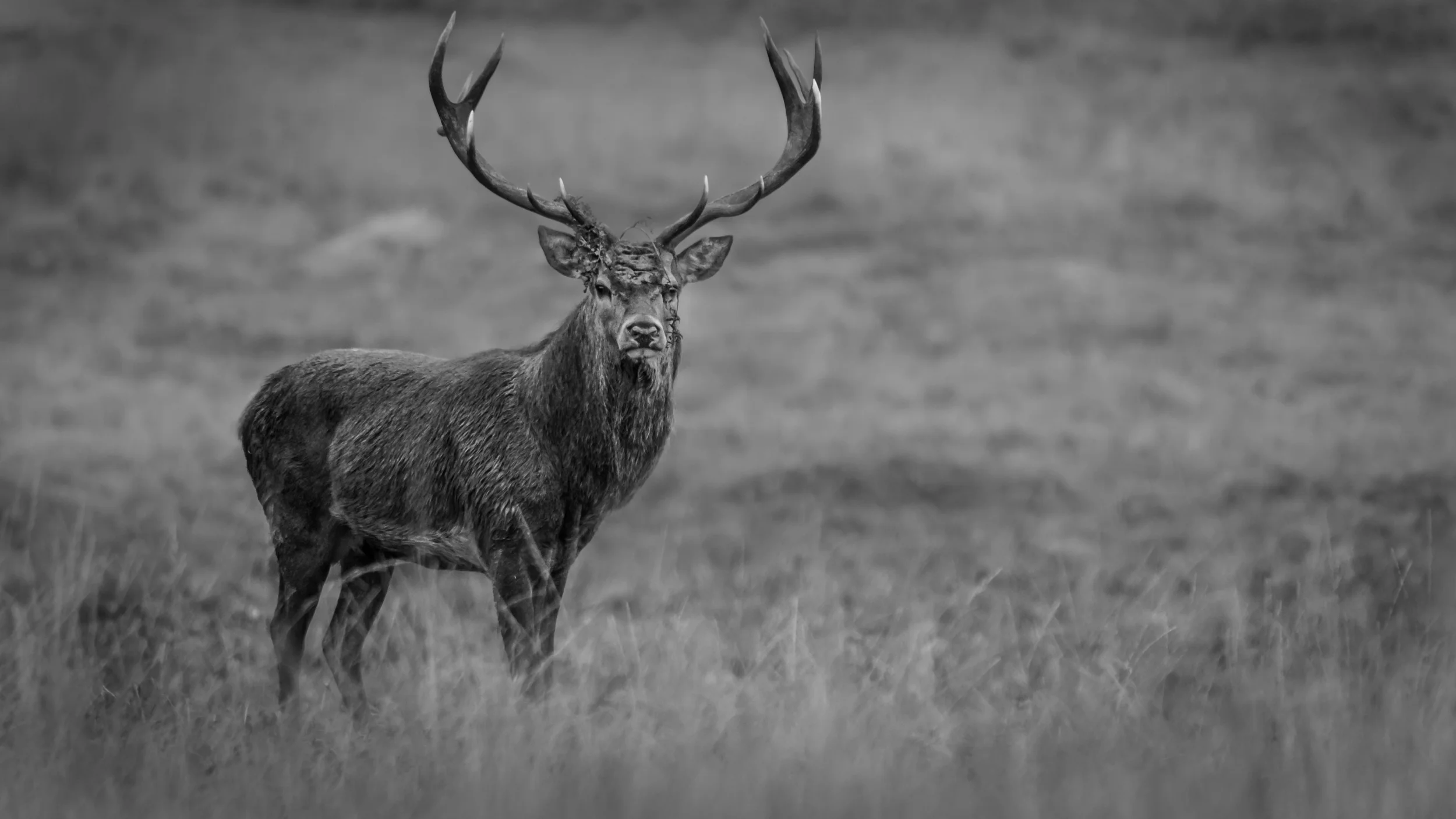 Red Deer Stag