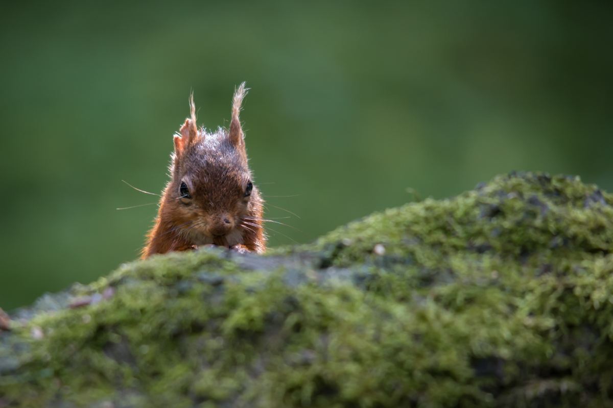 Peep-po Squirrel (1 of 1).jpg