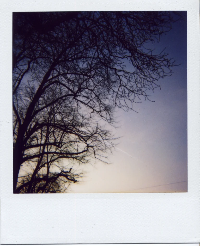 Tree & Sky small.jpg