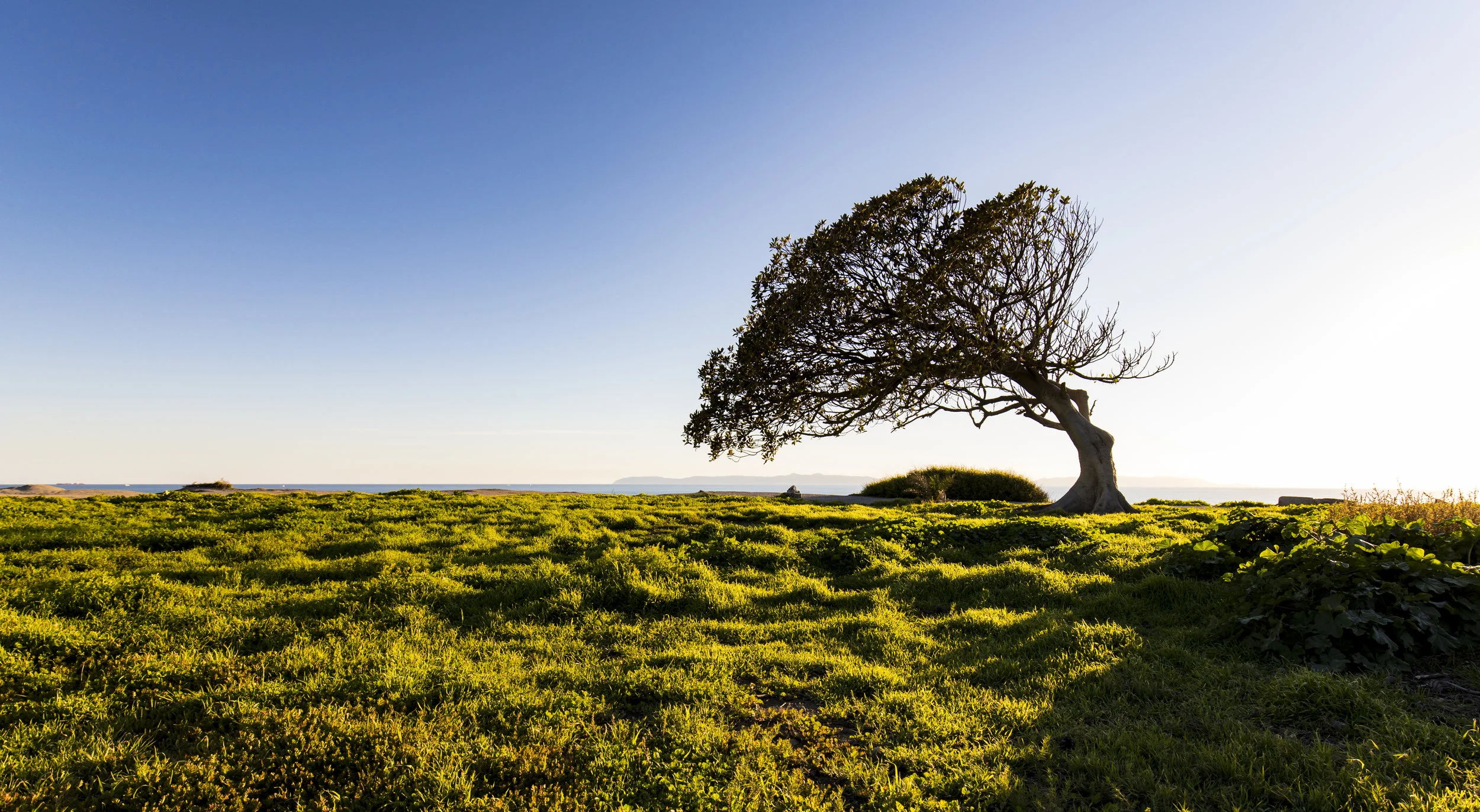 Tree.jpg