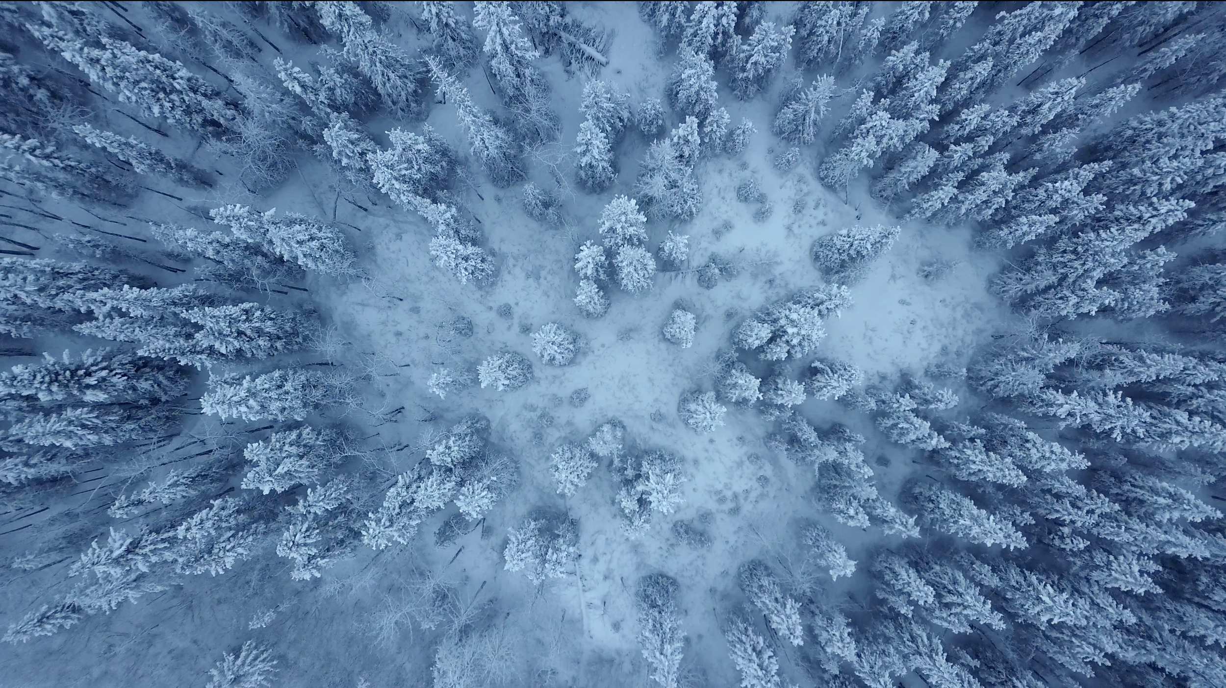 Snowy Pines.png