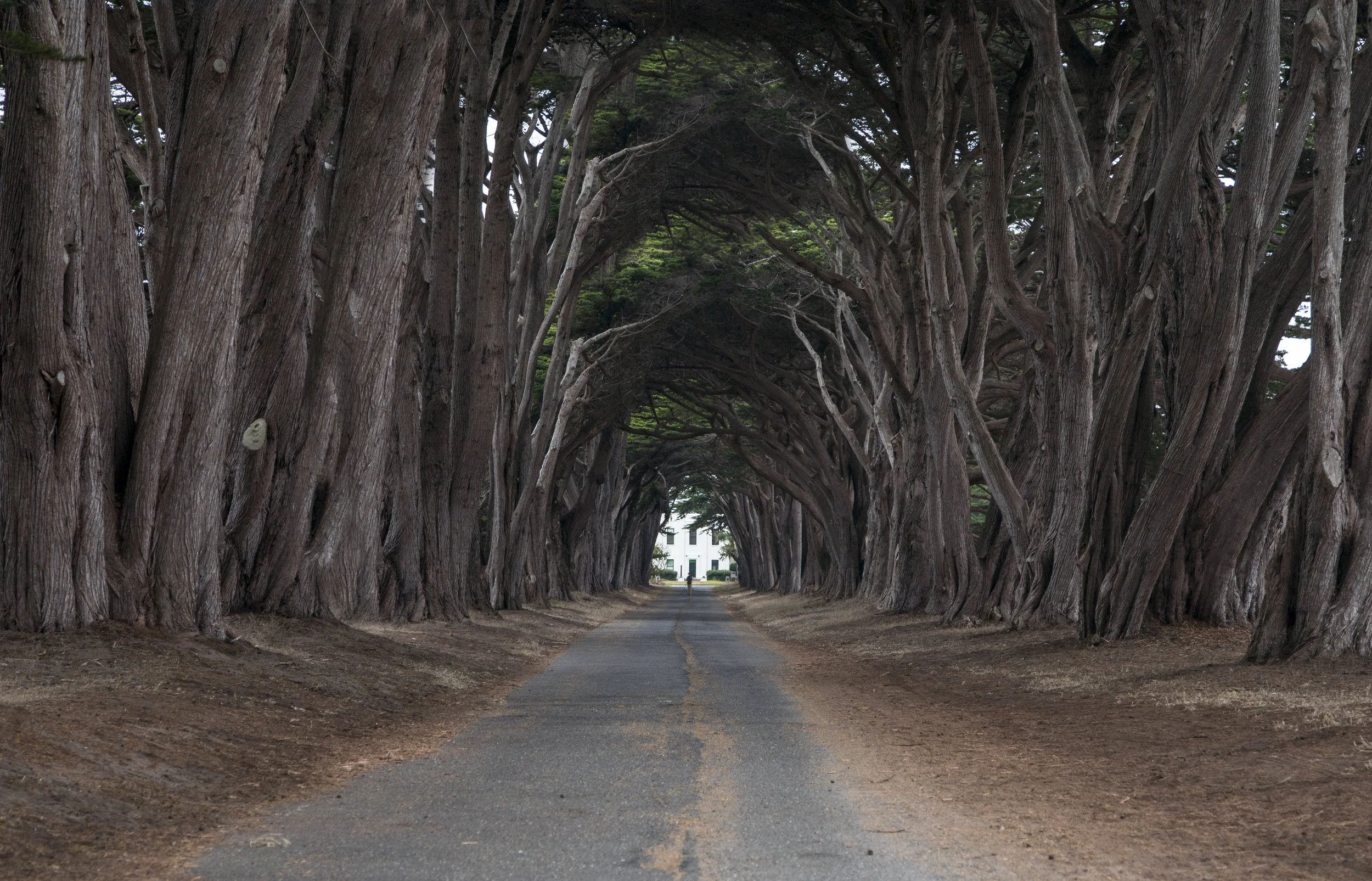 Trees.jpg