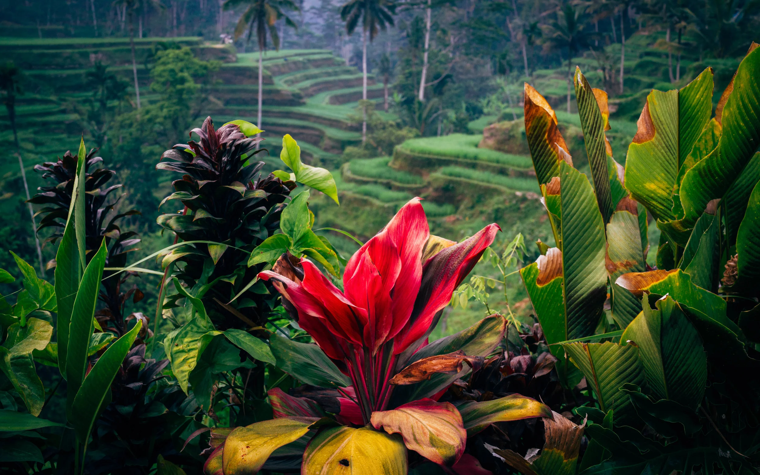 ONE WEEK IN BALI