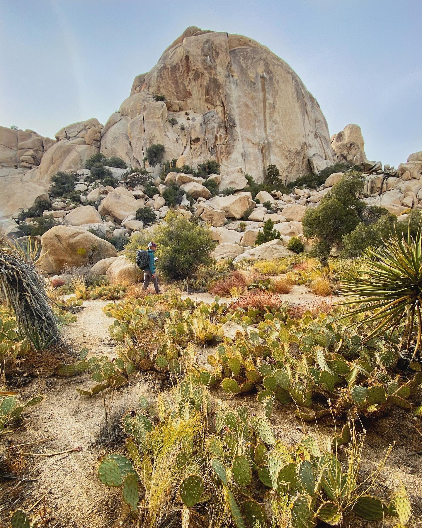 ✨🌵 Desert magic 🌵✨⁣
⁣
I teamed up with a local, Annie, for climbing in J-Tree back in November. Hour-long approaches through unmarked trails, only to find loads of people waiting for the moderate classics. The same thing happened to our plan B, and