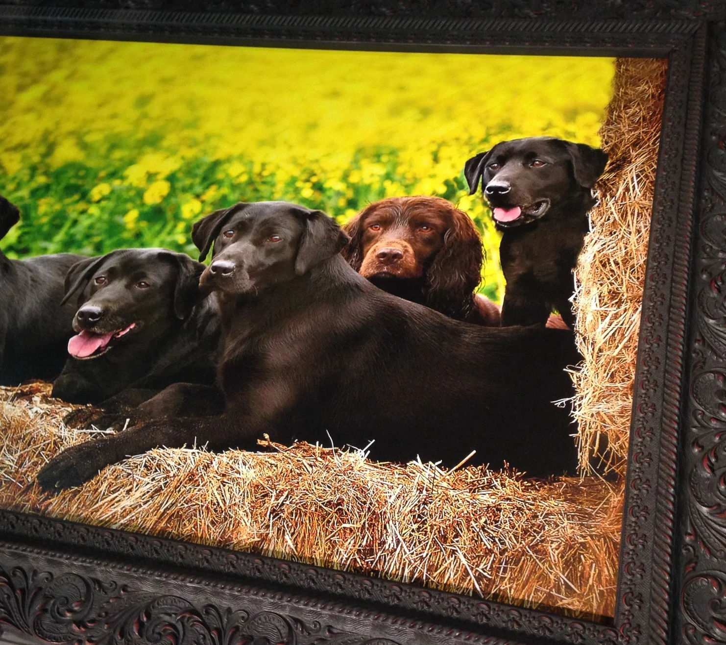 Framed Dogs Canvas