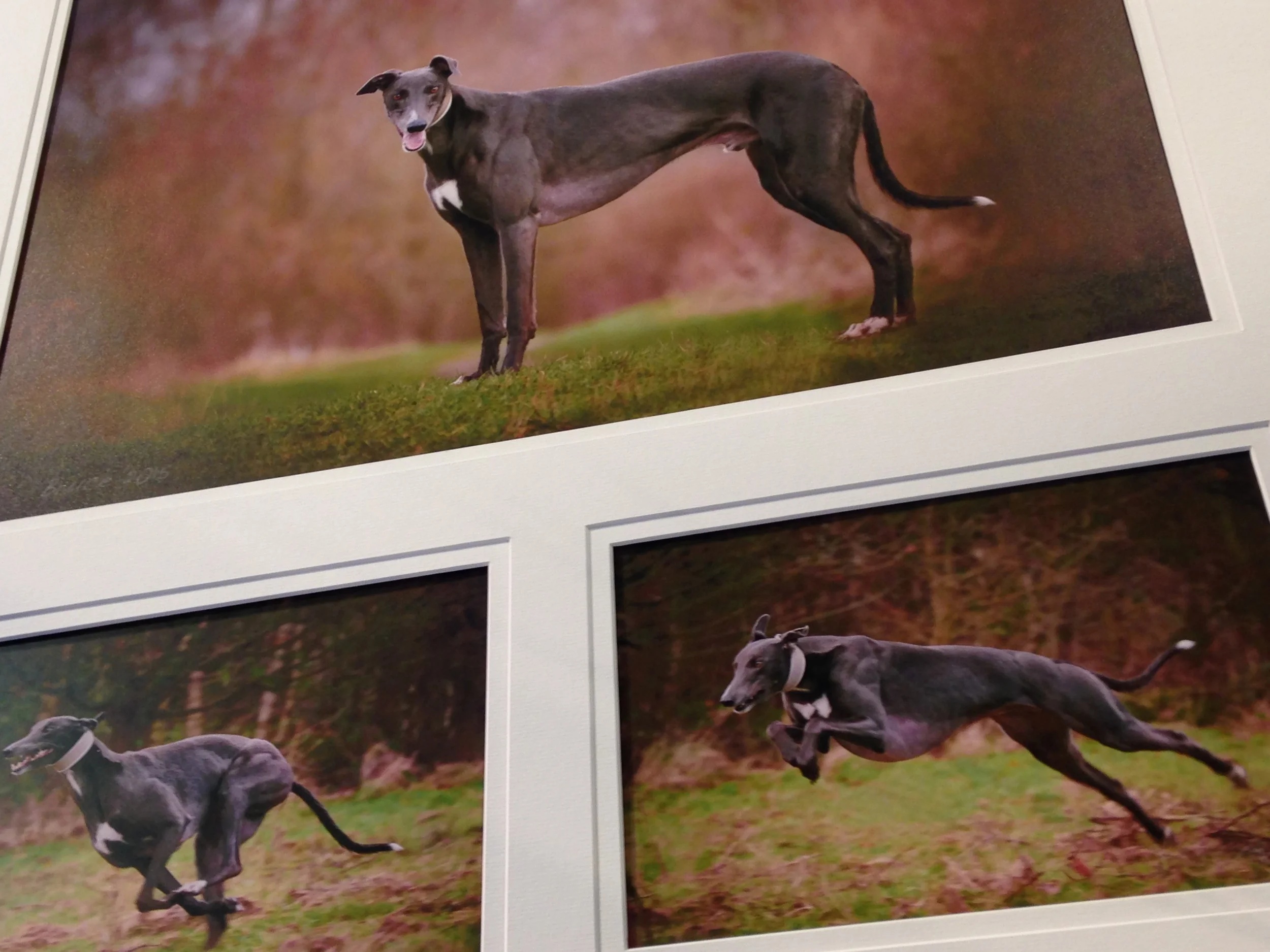 Animal portraiture by Living Portraits