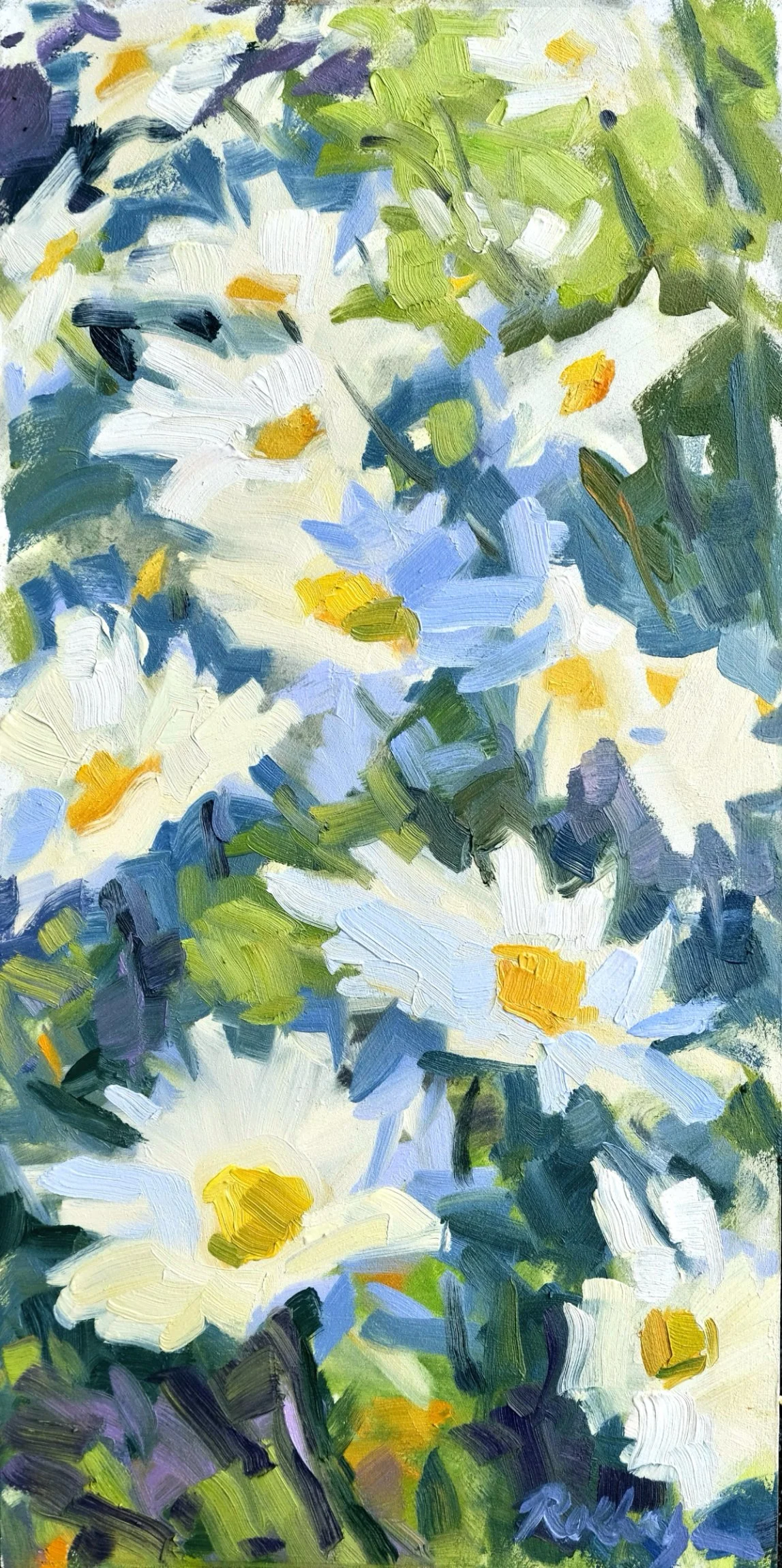 Shasta Daisies