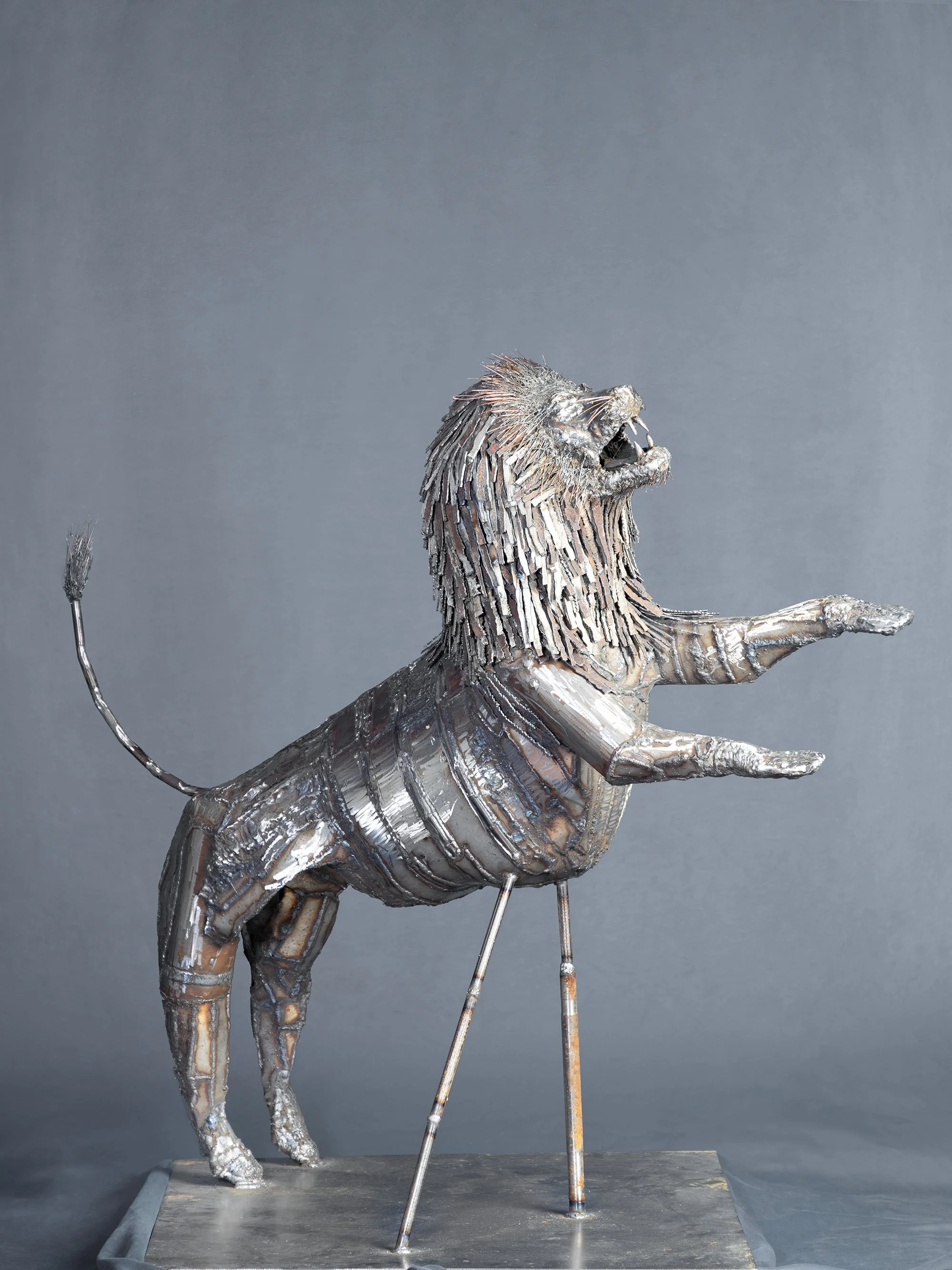B48A7081LION.jpg