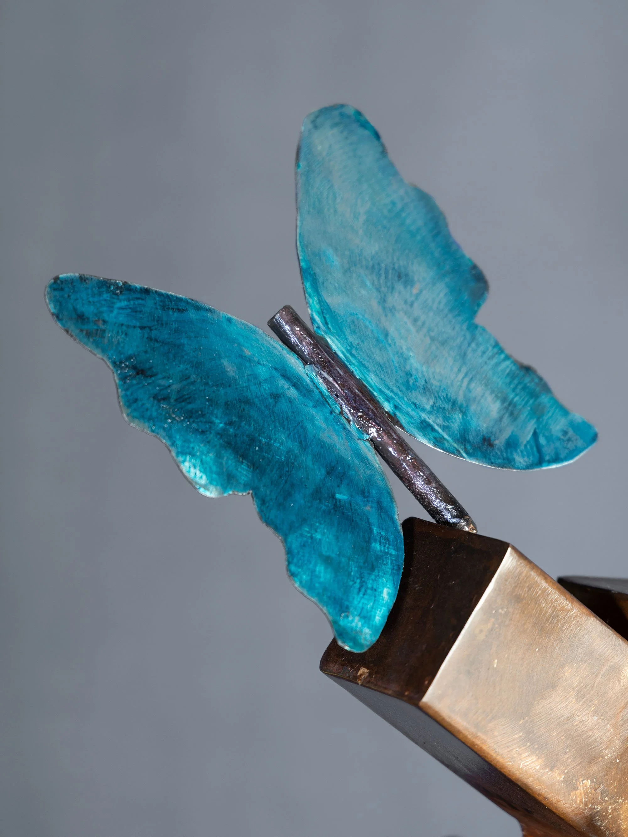 B48A7337BUTTERFLIES.jpg