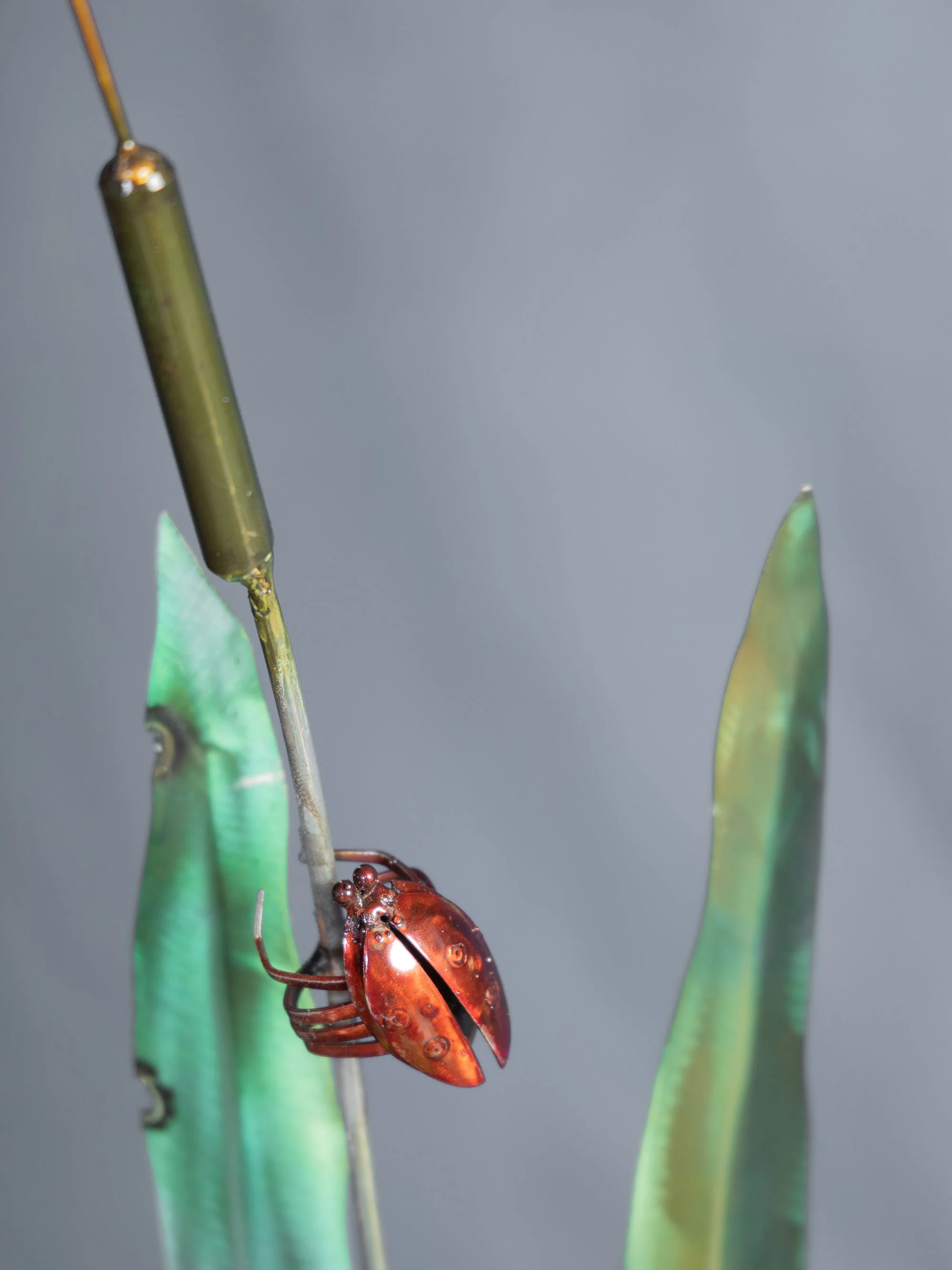 B48A7444DRAGONFLY.jpg