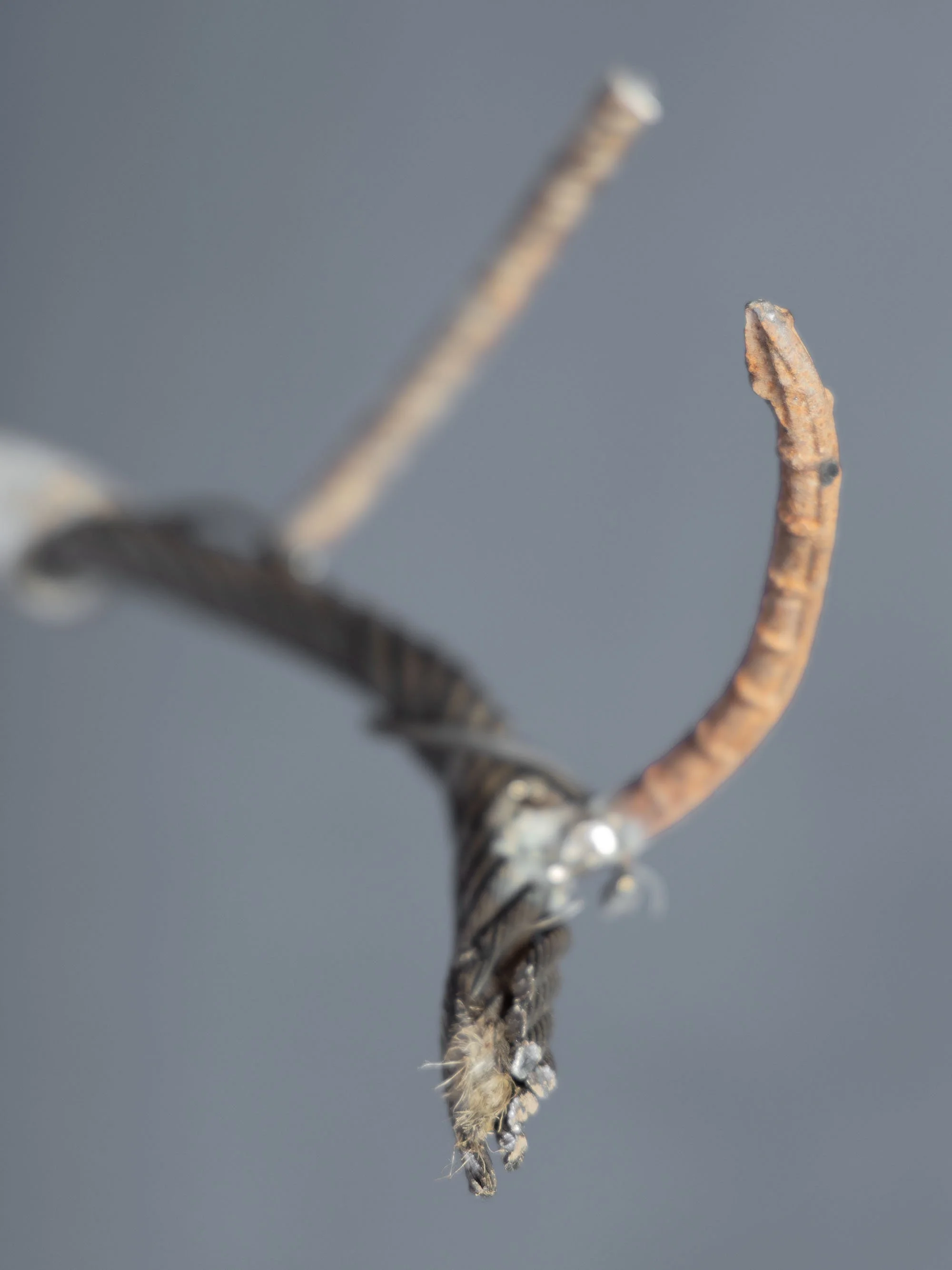 B48A7545DEERPOST.jpg