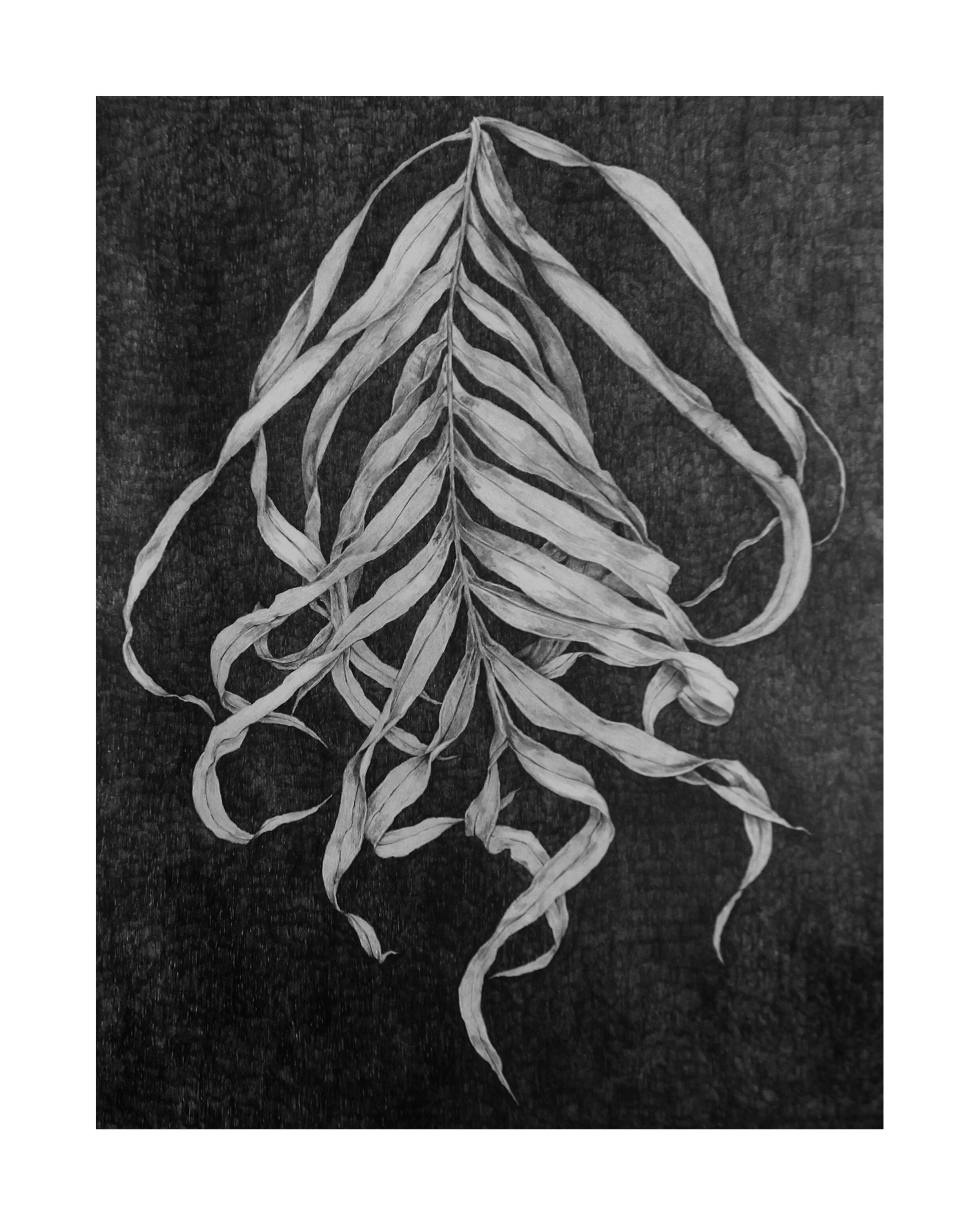 fern white border.jpg