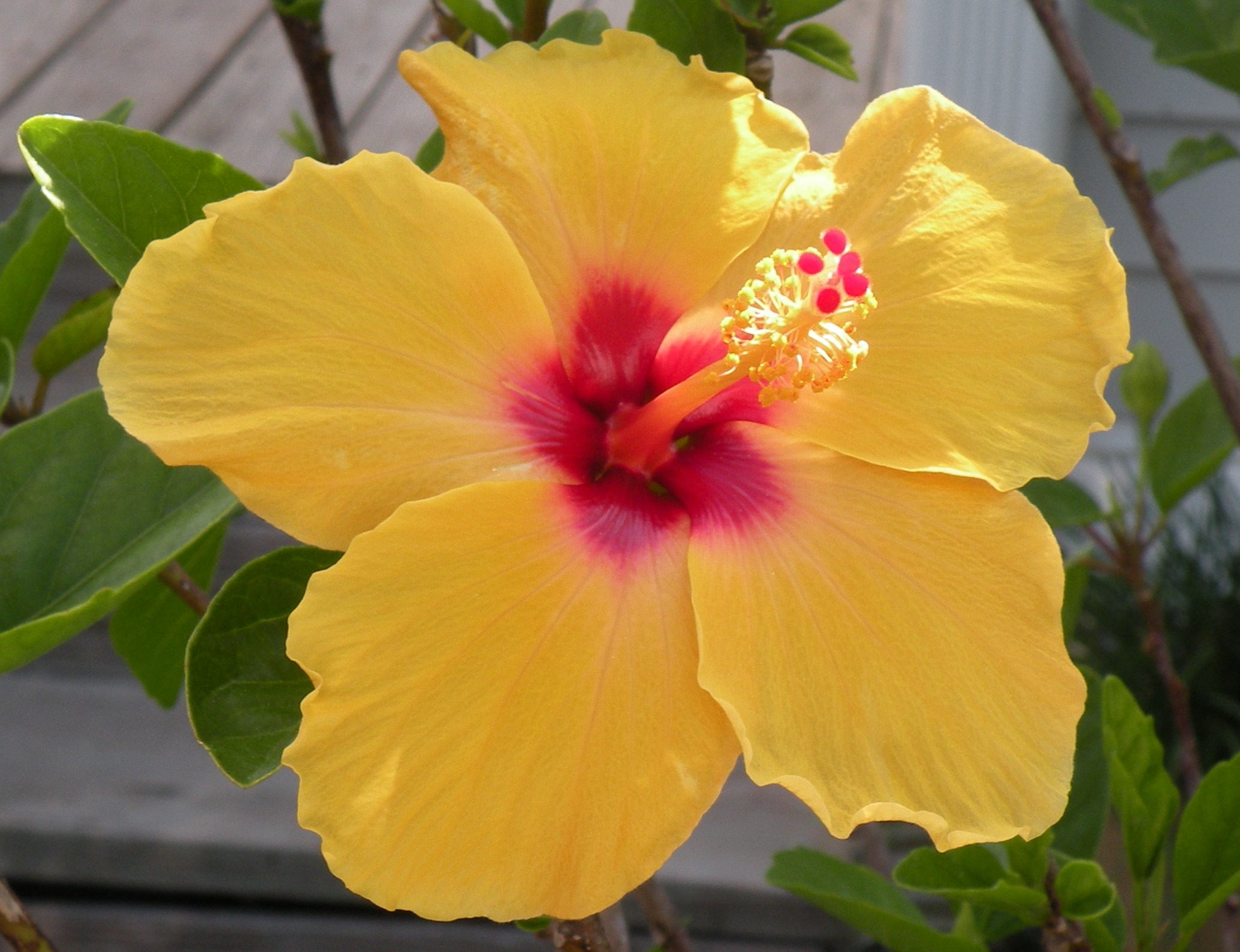 Yellow hibiscus.JPG