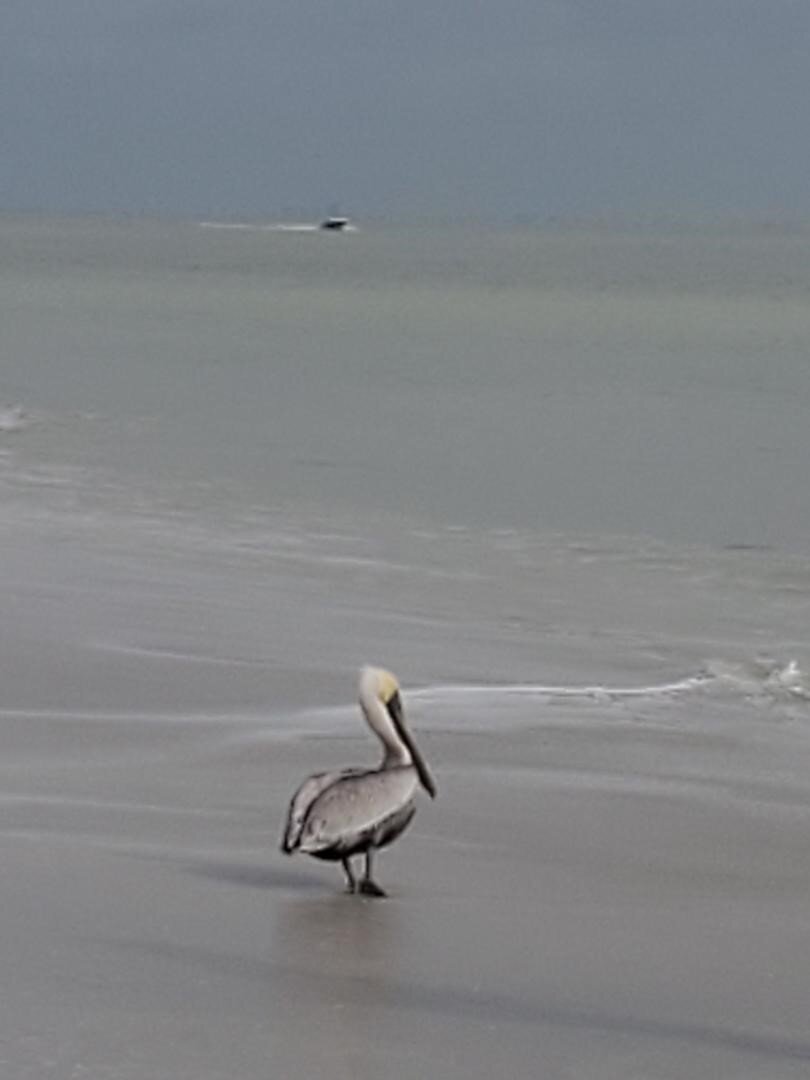 Pelican PS Beach Dec 2019.jpeg