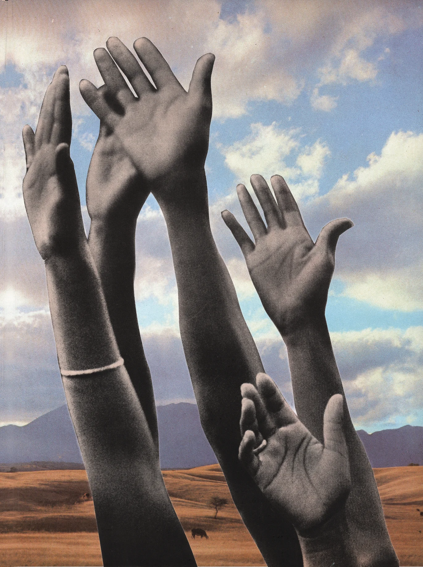 Collage by Annie Shepard