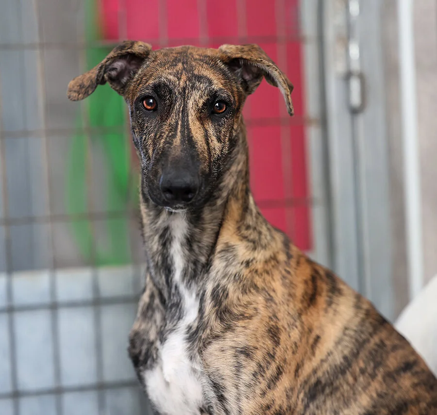 garfunkel 6T6A6296_1.jpg