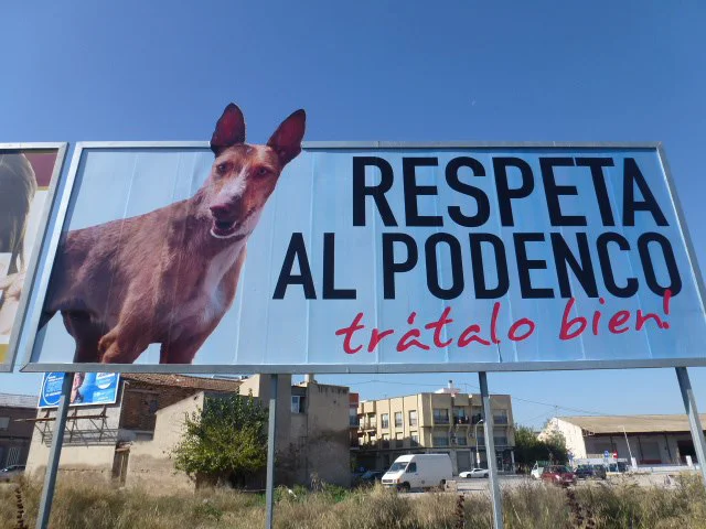 Ubicación: Murcia, Miguel Indurain, GDS con Ibizan Hounds Rescue (LORCA), ADAM (Ayuda y Defensa de Animales Maltratados, Vicky Peña Loredo en Pilar de Horadada), SOS GALGOS (Barcelona), Hurtta Helppi Ry (Finlandia), Debbie Hurst Harvey, Jackie Harrison-Knapp, Eileen Locatelli, Clare Roberts, Julie Jones, Mandy Simpson, Natalie Blakeman y Sarah Monk. El podenco de la foto es nuestro Manolo de GDS. Fotografía: Diane Hughes, Ibizan Hound Rescue