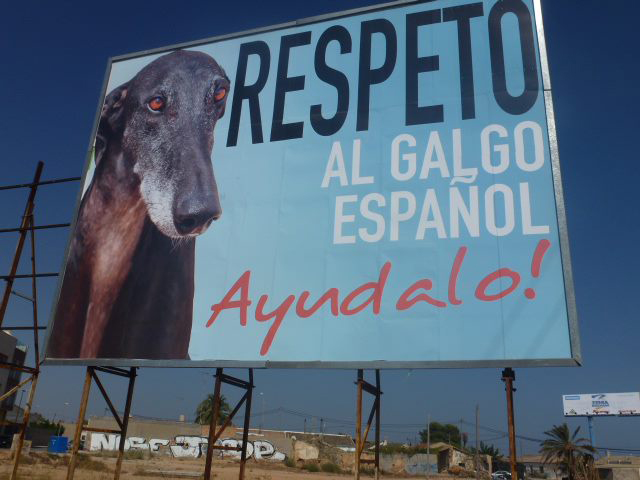 Ubicación: Dos Mares, San Javier. GDS con el patrocinio de Greyhounds Rescue Belgium. El galgo de la foto es nuestro Lucas de GDS. Fotografía: Nadine en Greyhounds Rescue Belgium