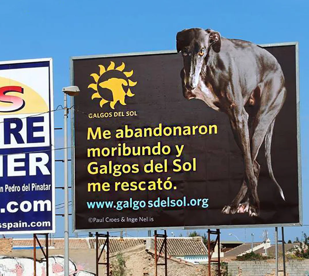 Estamos particularmente orgullosos de este cartel con su mensaje breve y poderoso. Fue posible gracias a la generosidad de nuestro patrocinador estadounidense, Richard Fredrickson Sr., quien donó los fondos para la imprenta y la instalación, y al fotógrafo belga Paul Croes, por permitirnos utilizar la fotografía de nuestro Valiente. Valiente fue uno de nuestros rescates más complicados - tomó meses atraparlo a pesar de que tenía una pata delantera prácticamente cercenada.