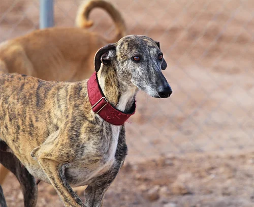 adotable-galgos_thames3.jpg