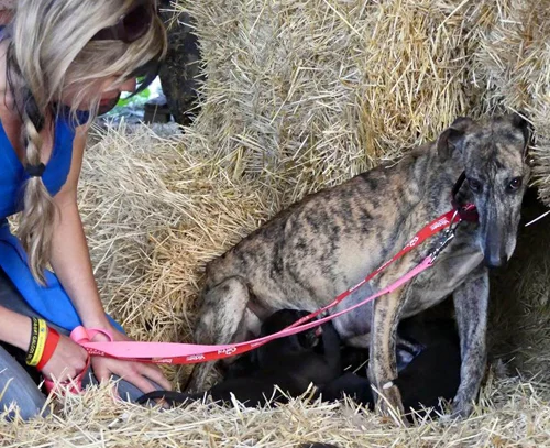 Haley, huddling in her haystack with puppies.