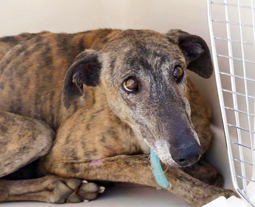 Troy on the day he was rescued.